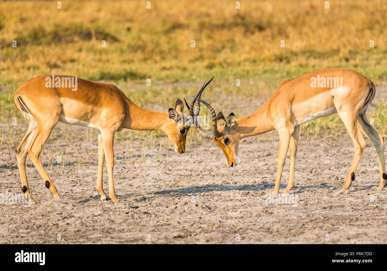 Lock horns hires stock photography and images Alamy
