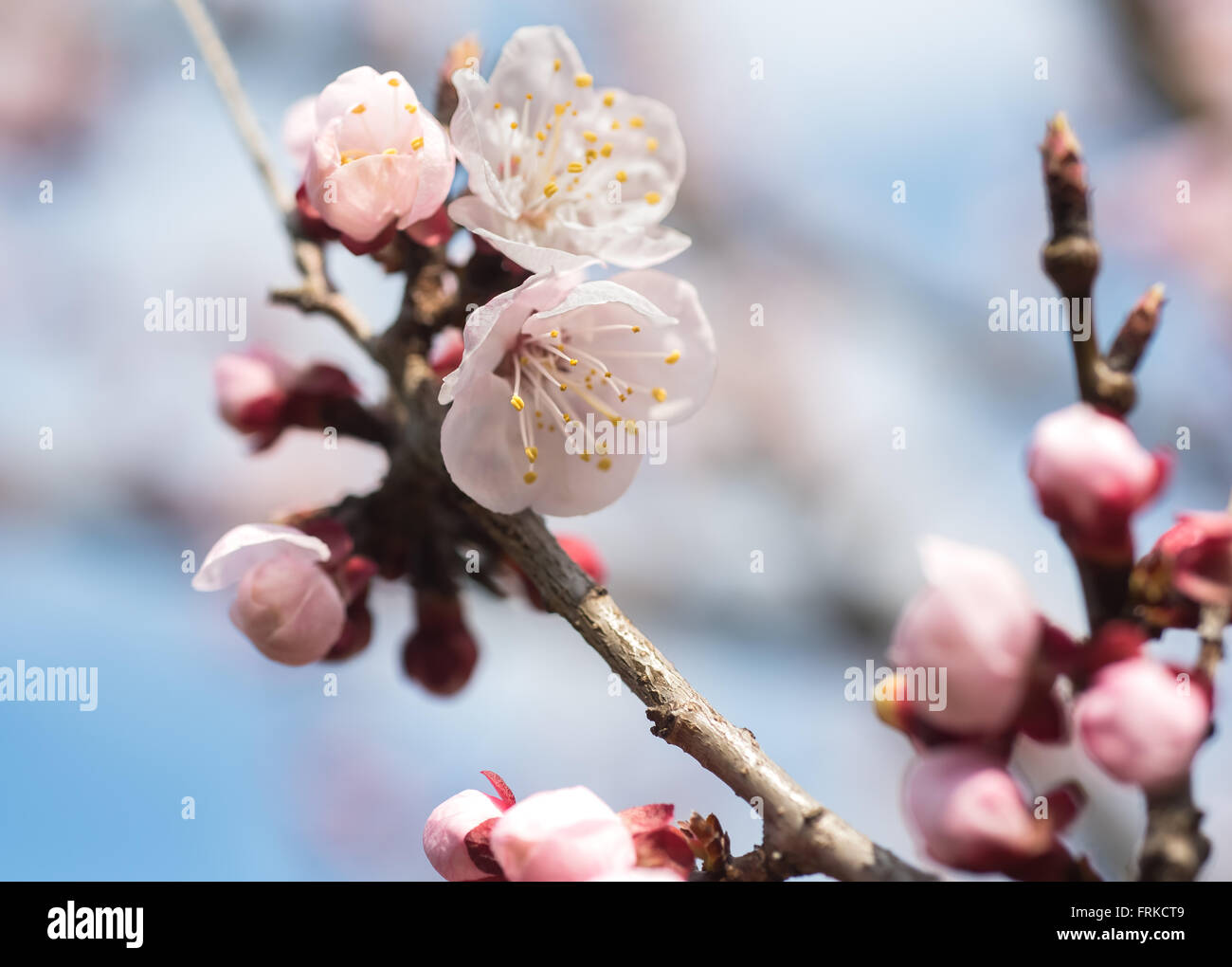 apricot flowers over blurred background Stock Photo