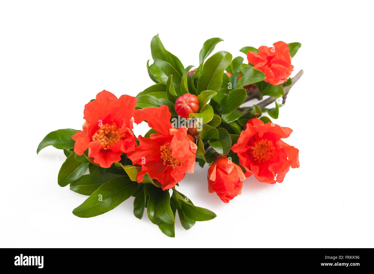 pomegranate branch with flowers isolated on white Stock Photo