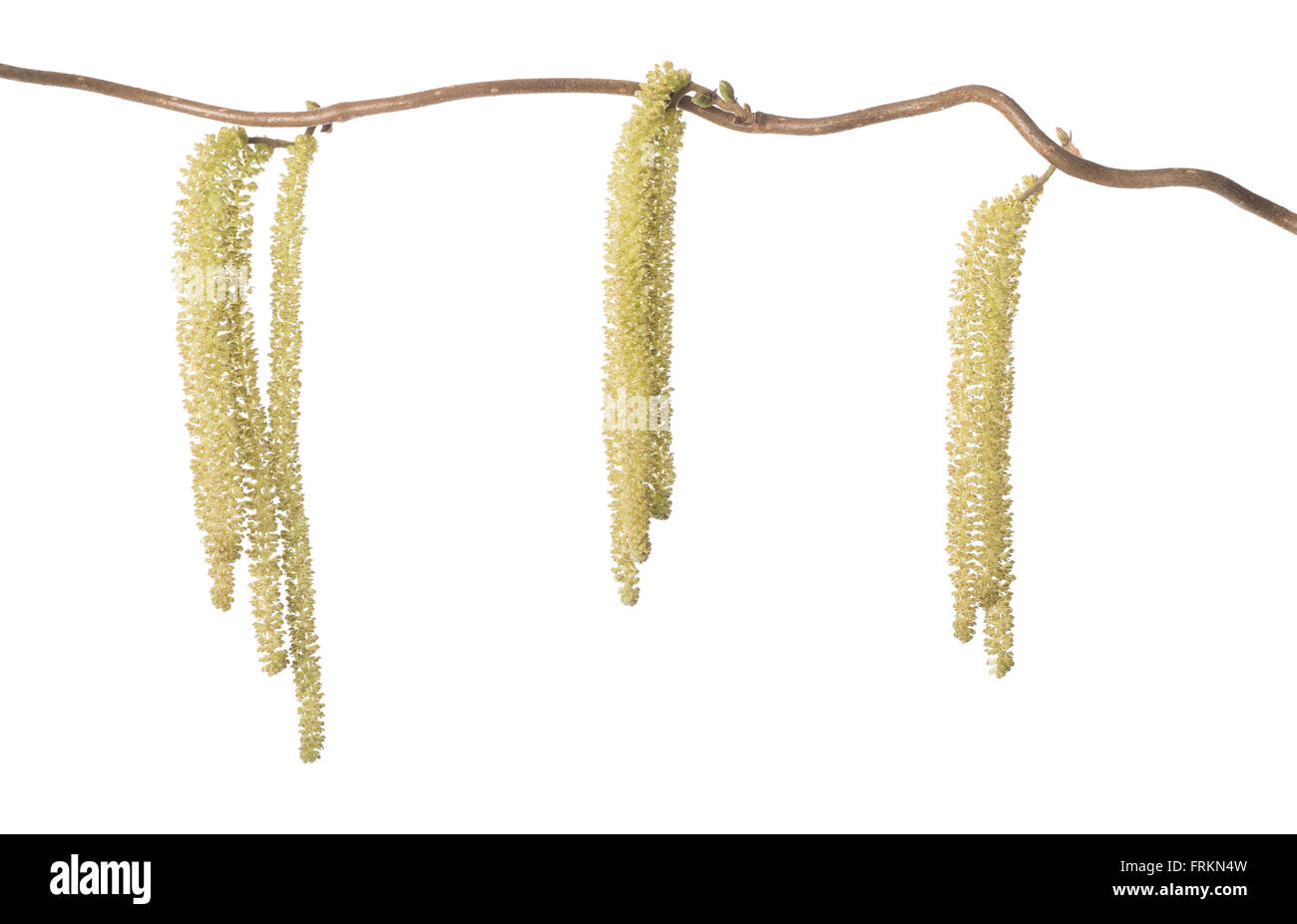 Hazel branch with catkins isolated on white (Corylus avellana) Stock Photo