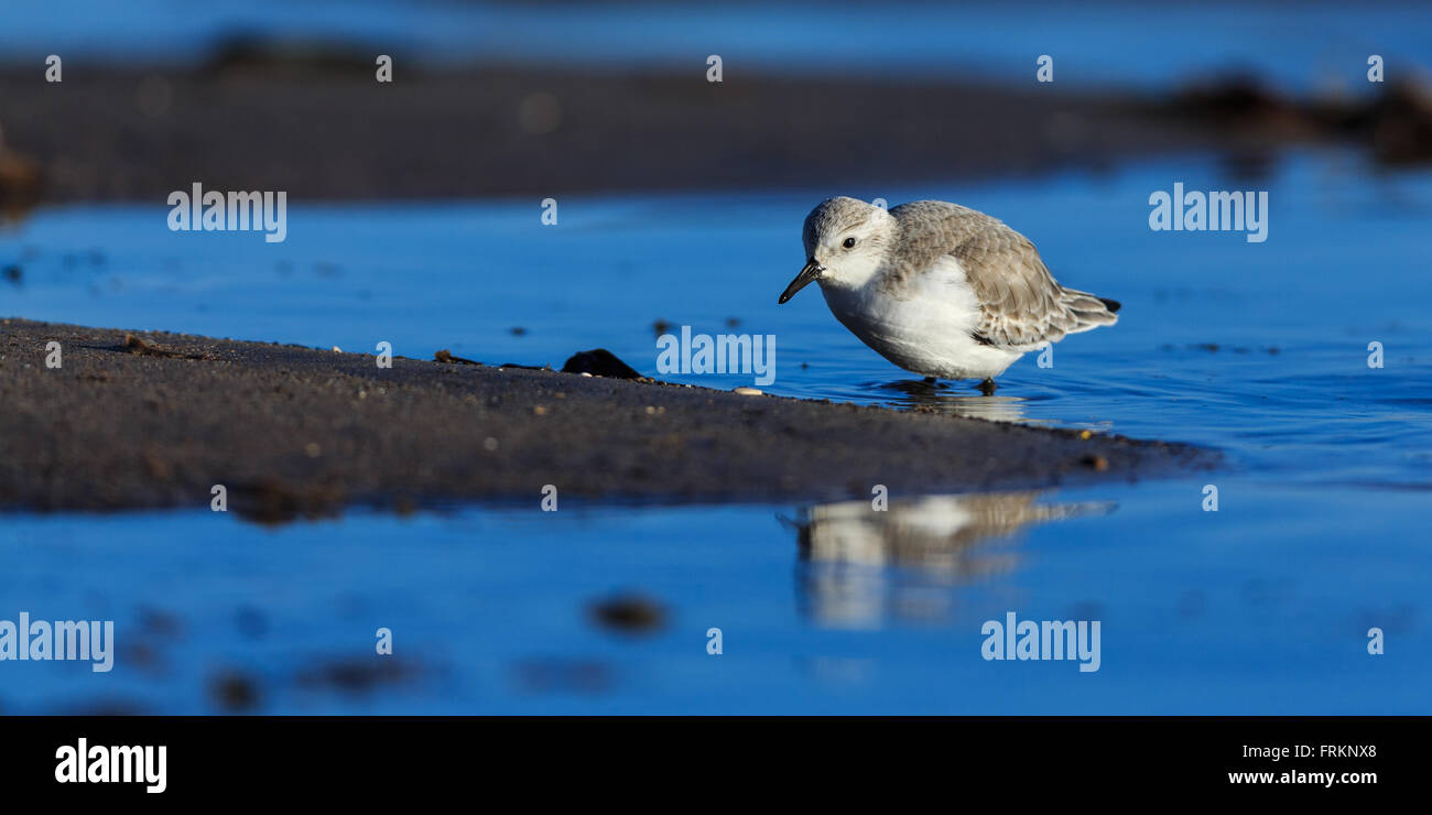 Line of sanderling hires stock photography and images Alamy