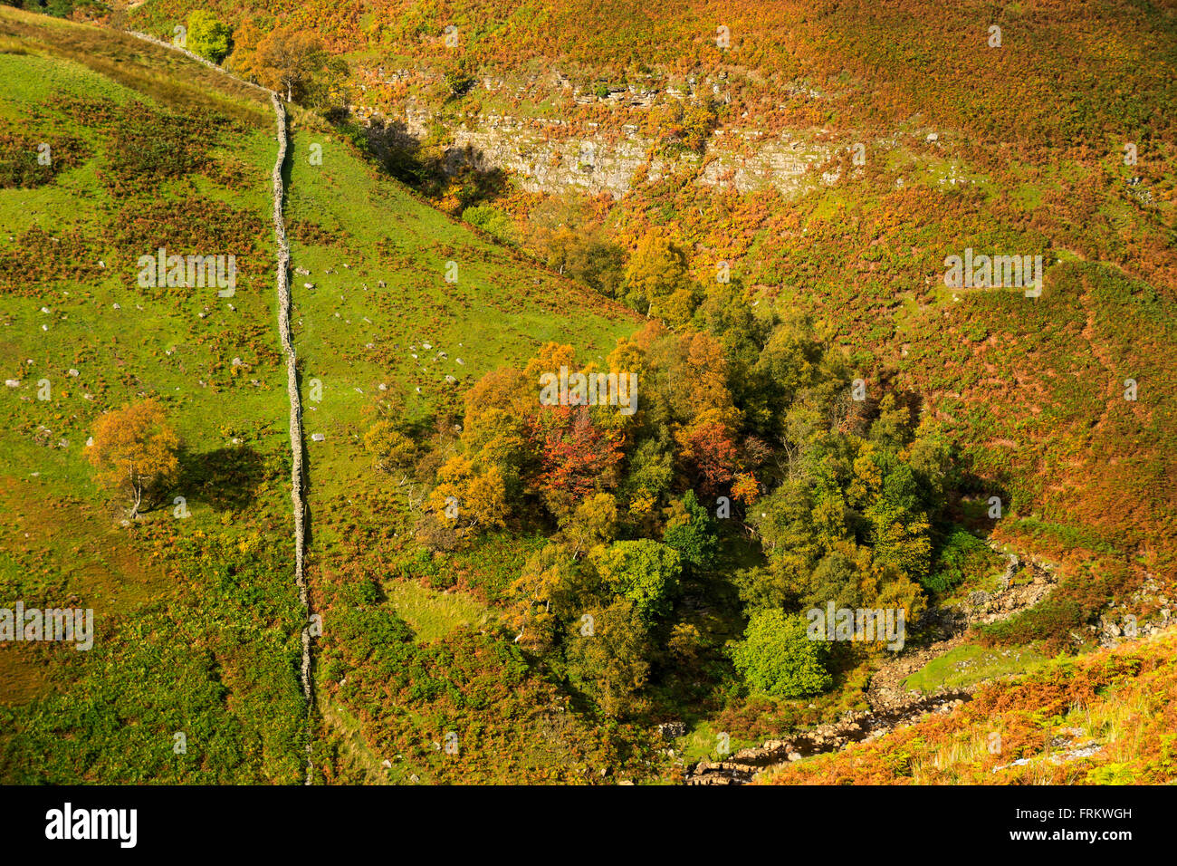 Autumn colours in Gunnerside Gill, near Gunnerside, Swaledale, Yorkshire Dales, England, UK Stock Photo