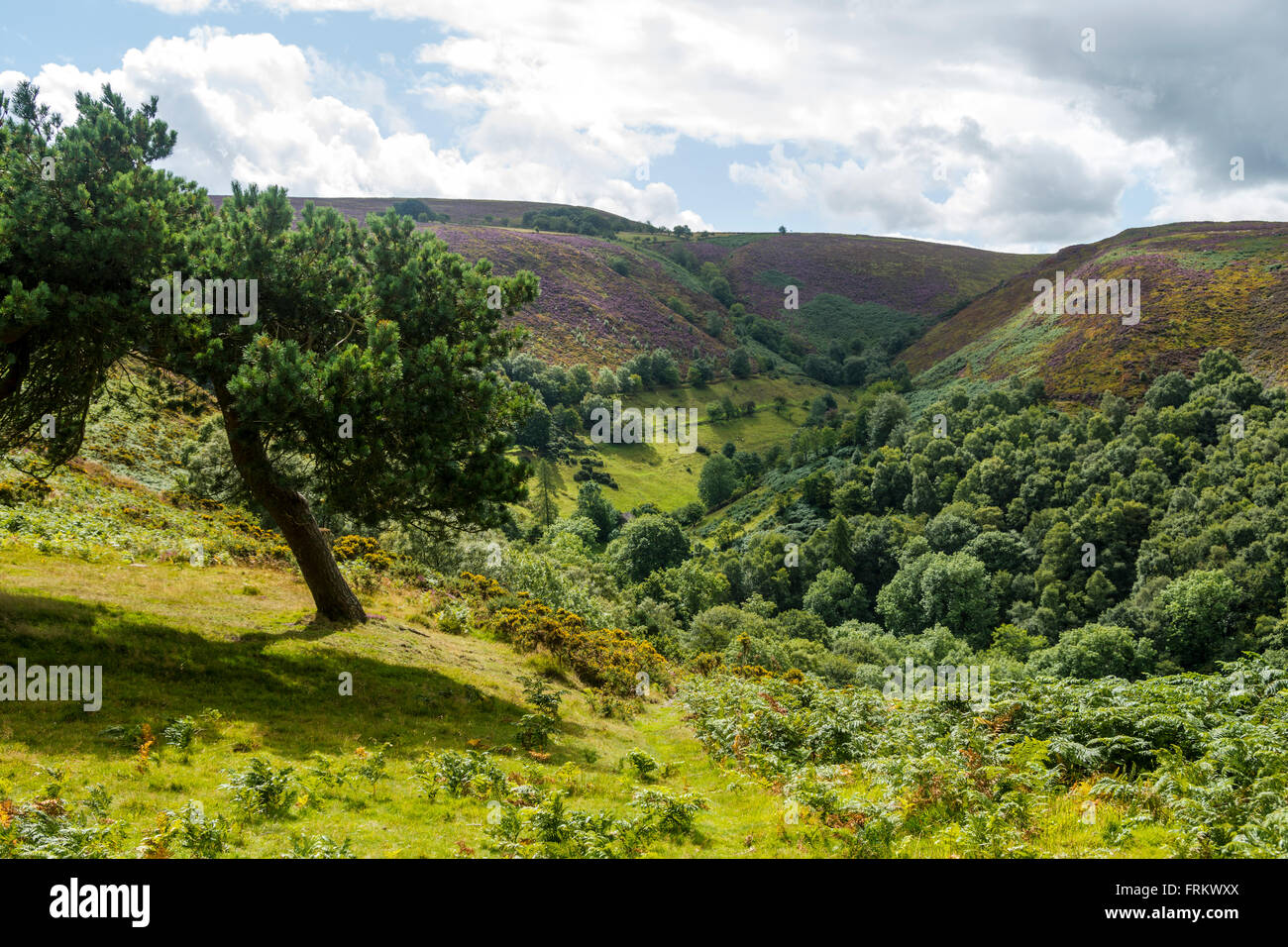 Steep sided wooded valley or dingle on the Stiperstones Ridge near