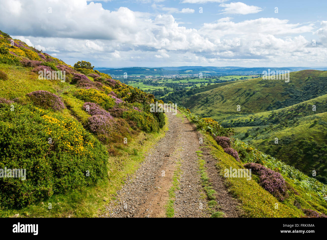 On the Little Stretton track above Callow Hollow, on the Long Mynd