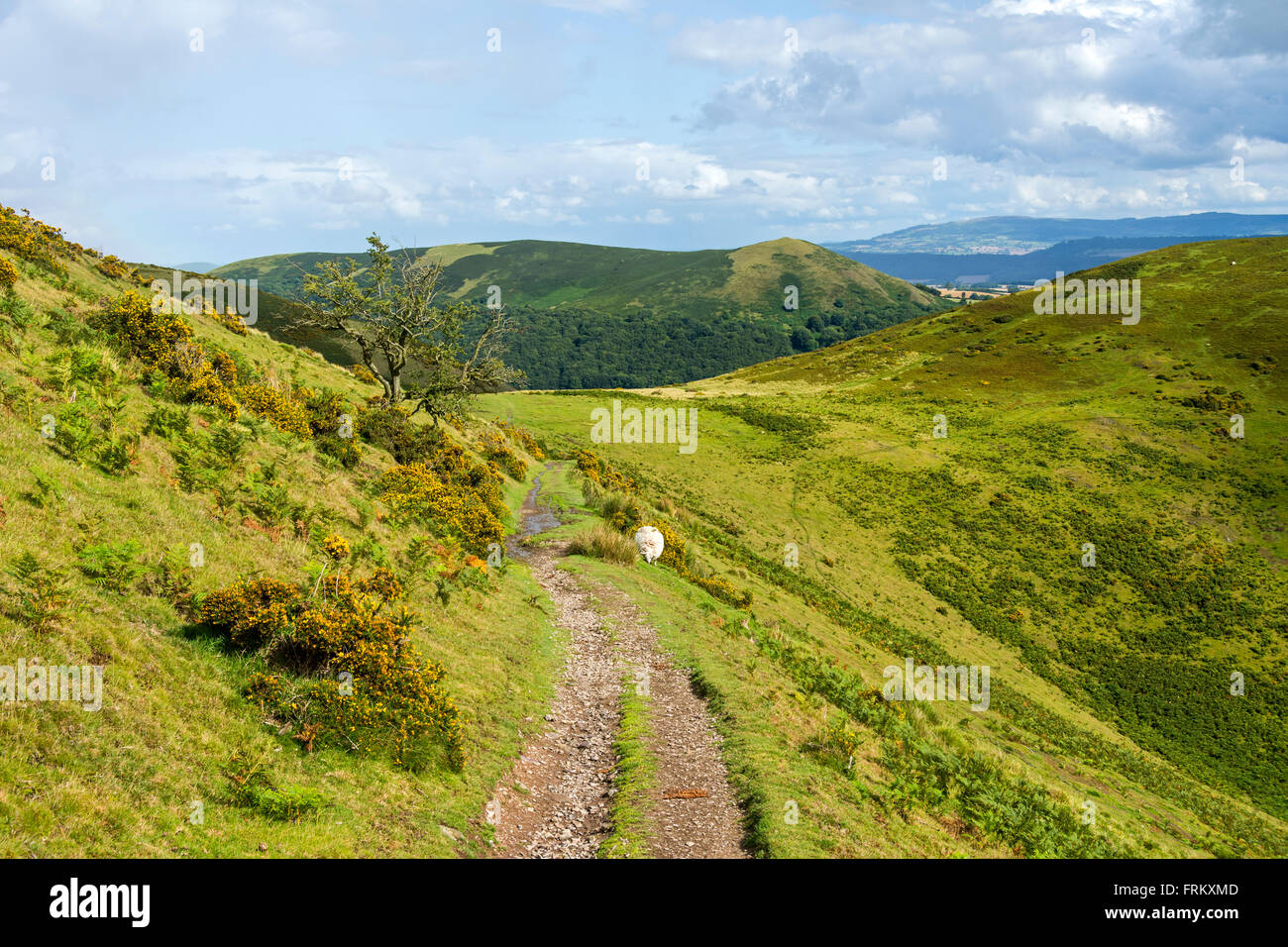 On the Little Stretton track approaching the Callow col, on the Long