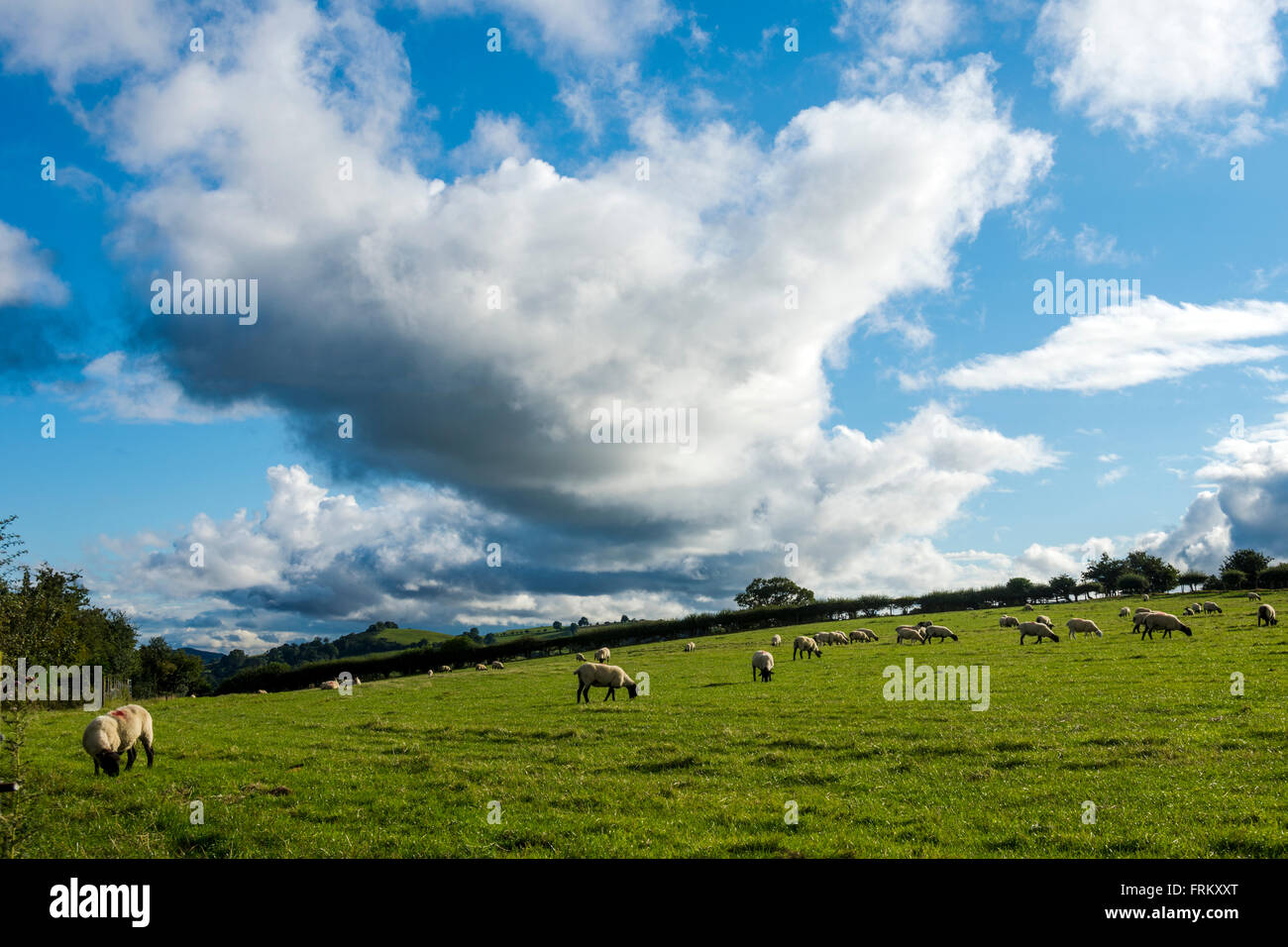 Sheep in a field near the village of Cardington, near Church Stretton, Shropshire, England, UK. Stock Photo