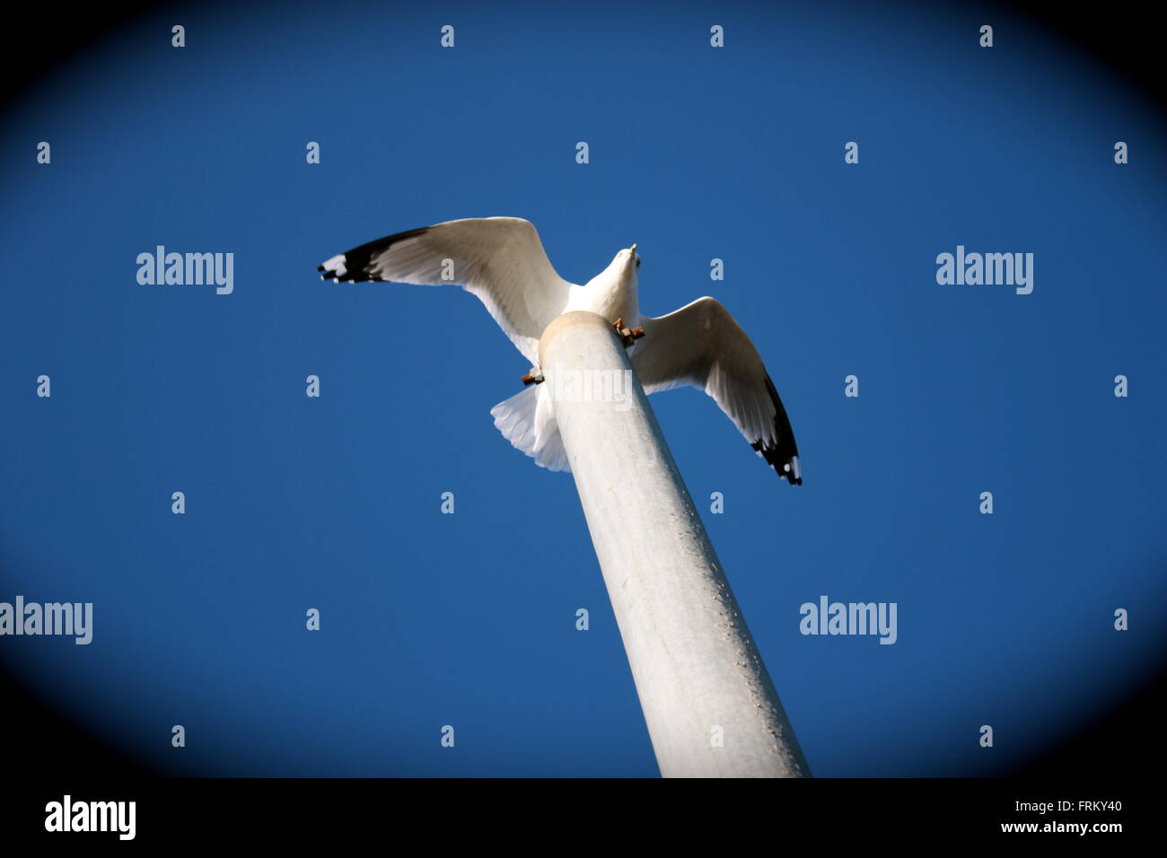 White Bird Atop a Post Stock Photo