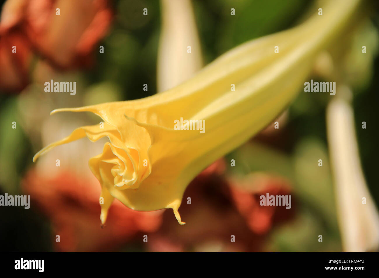 A Wild flower Stock Photo - Alamy
