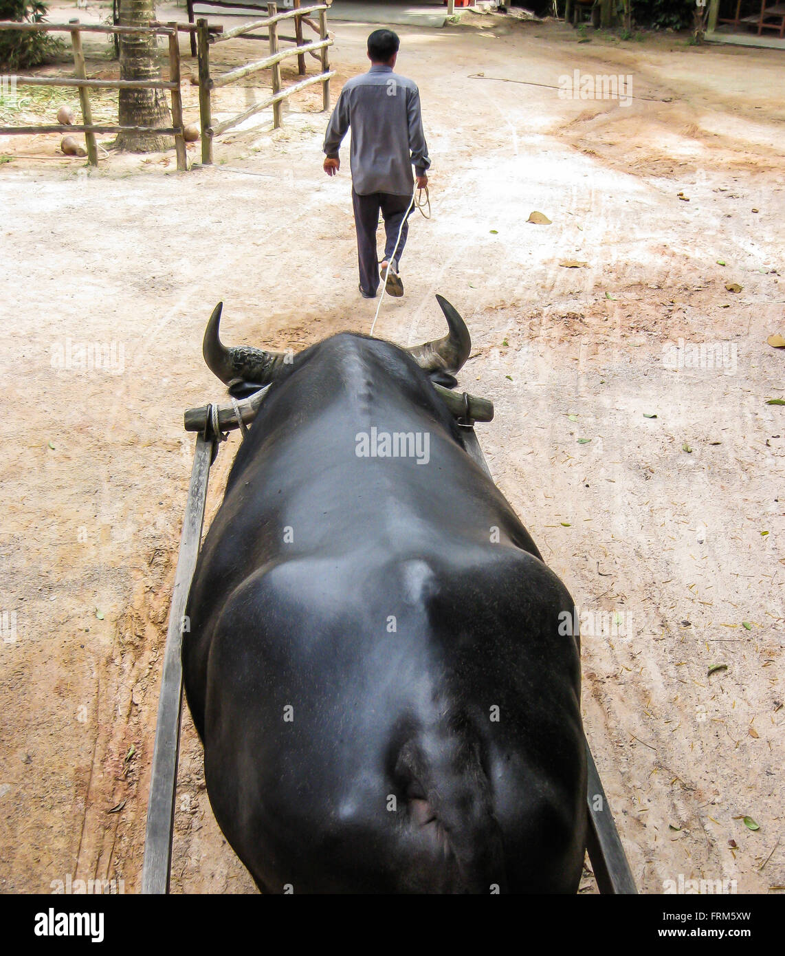 A man and his water buffalo head to the fields in Thailand. Stock Photo