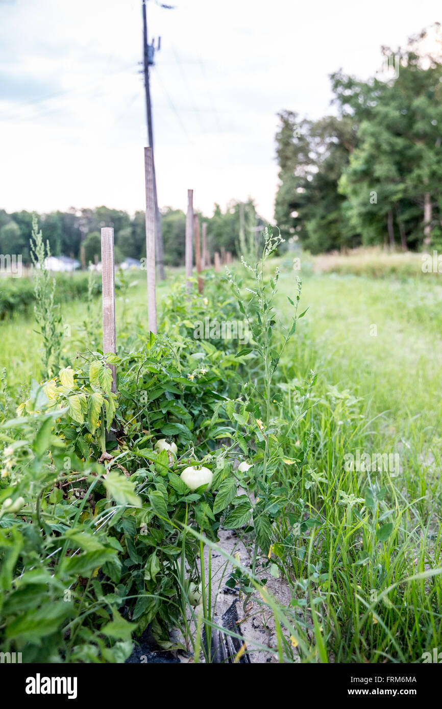 Hanover tomatoes hires stock photography and images Alamy