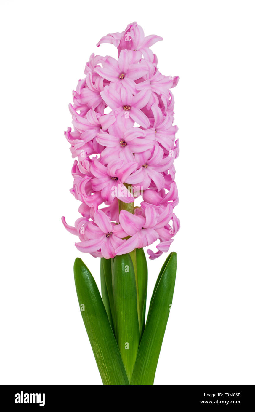 Pink Hyacinth Flower Isolated Against White Background Stock Photo Alamy