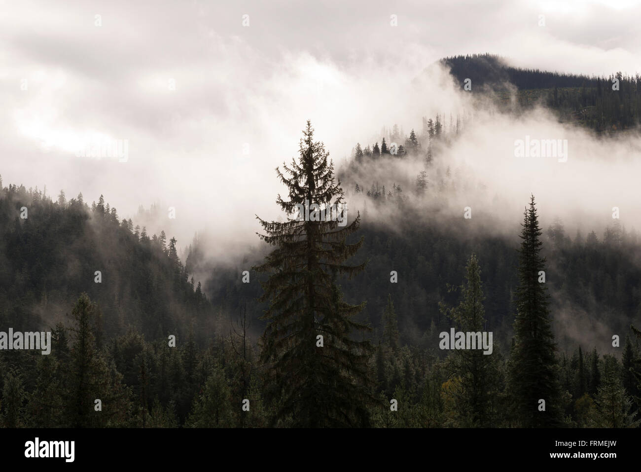 Beautiful foggy mountains trees hi-res stock photography and images - Alamy