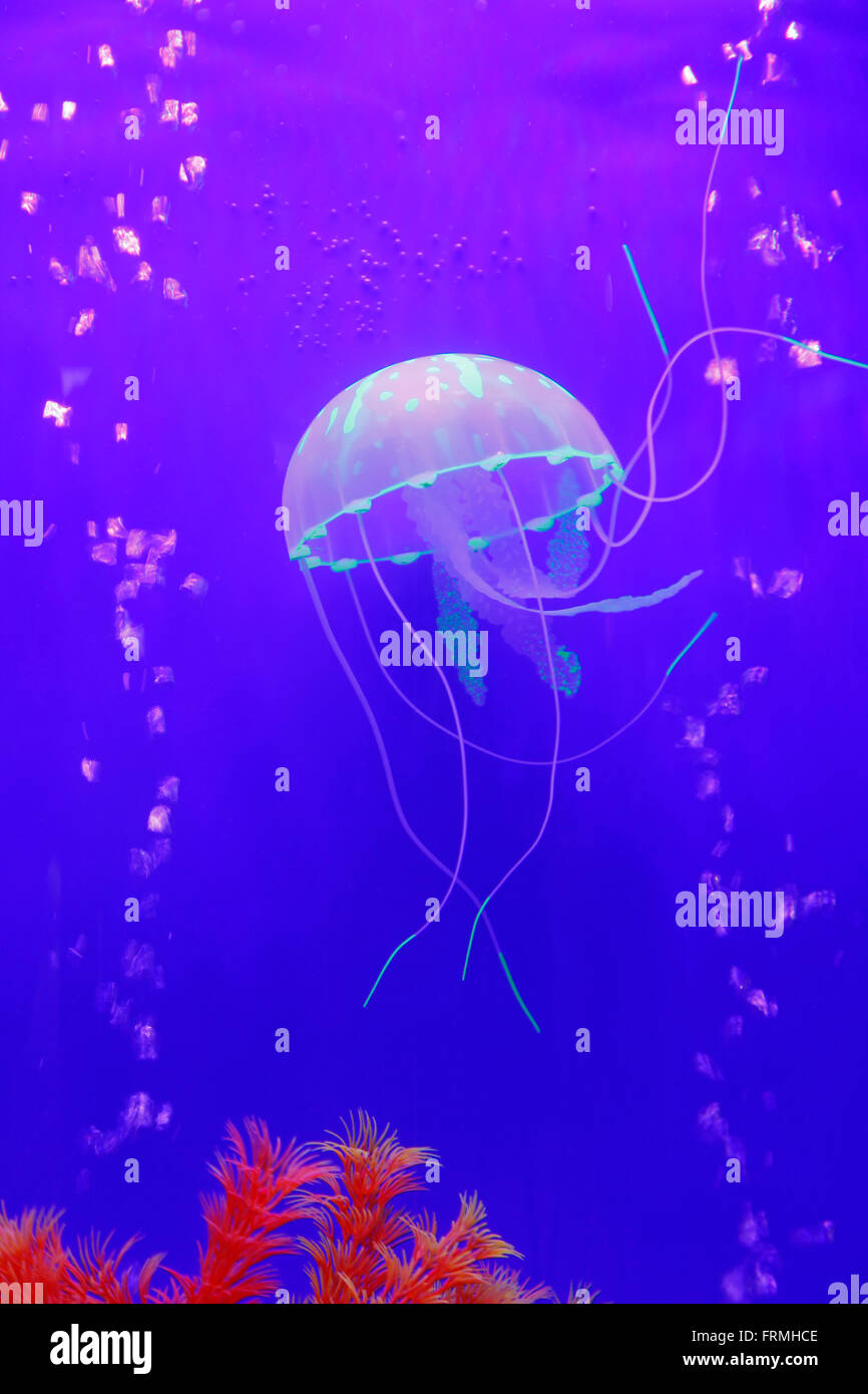 Jellyfish, is the important large plankton in sea, belong to cnidarians Stock Photo