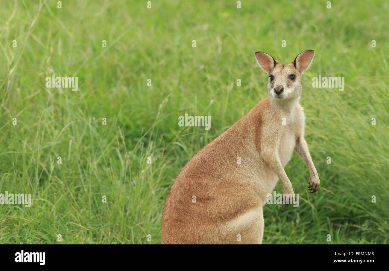 An Australian female Agile Wallaby - Macropus agilis - is startled while grazing on grass. Photo Chris Ison Stock Photo