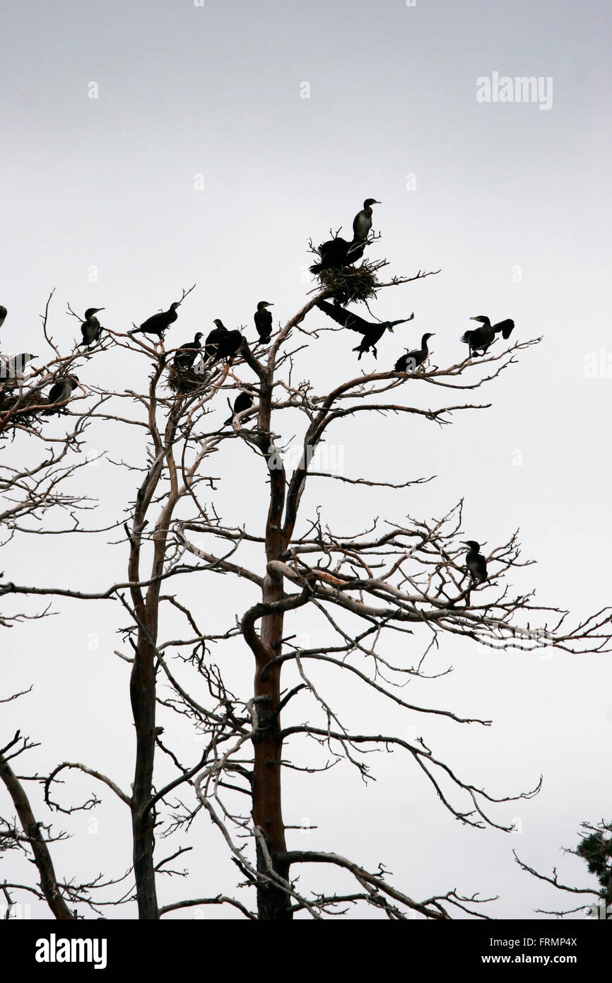 Cormorants in the top of a tree Stock Photo - Alamy
