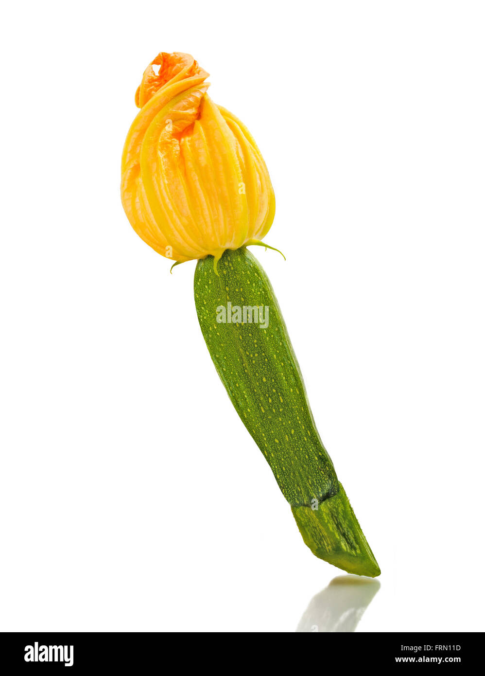 Squash blossom isolated on white background Stock Photo Alamy
