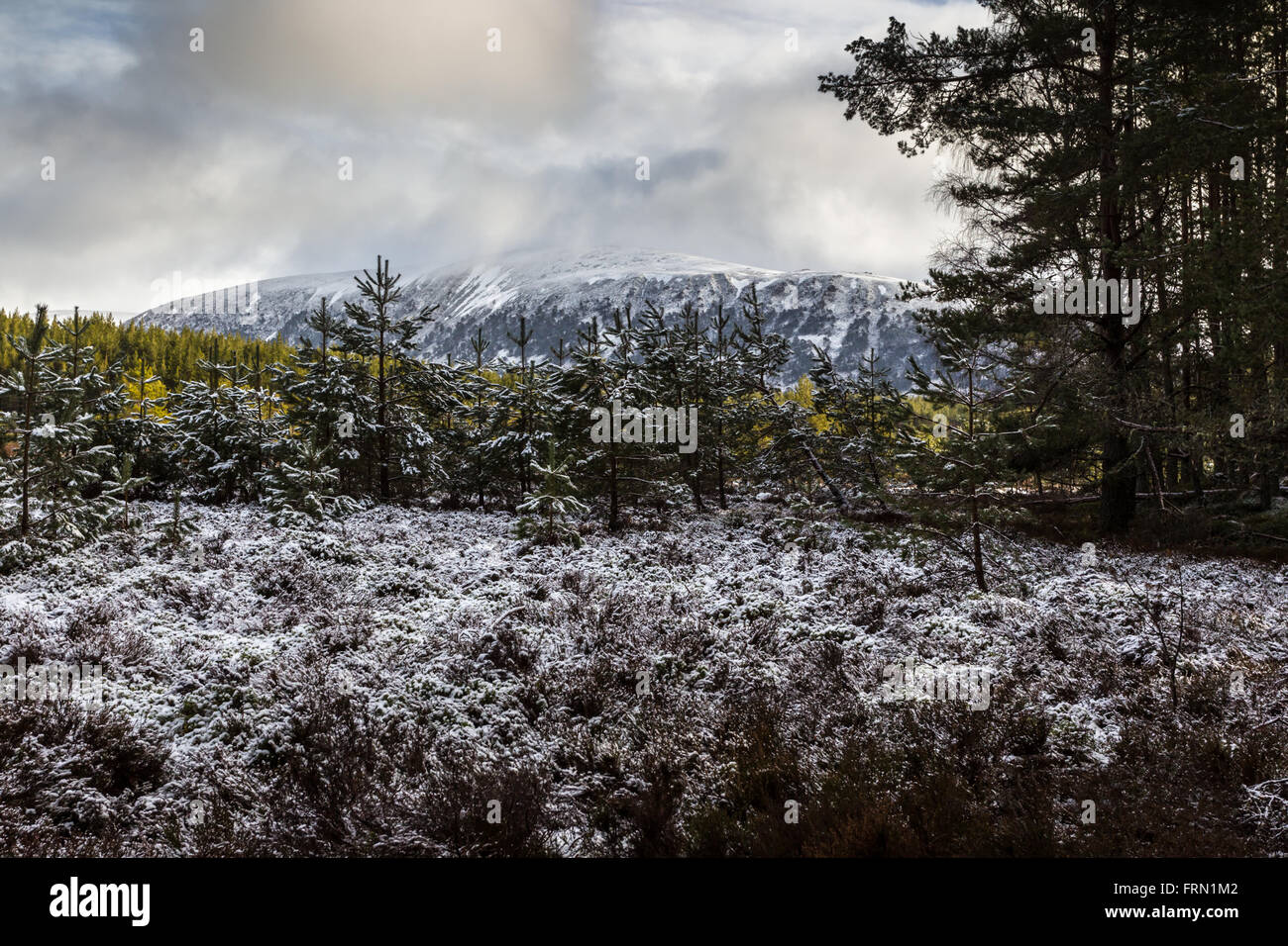 View from Inches Forrest to the snow covered Cairngorm massive Stock Photo