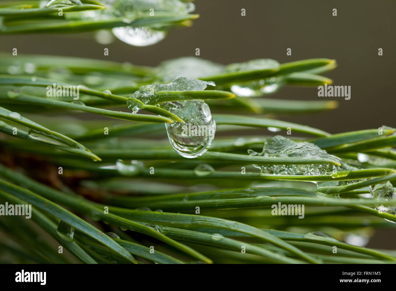 Corsican pine Pinus nigra ssp laricio needles with ice Stock Photo