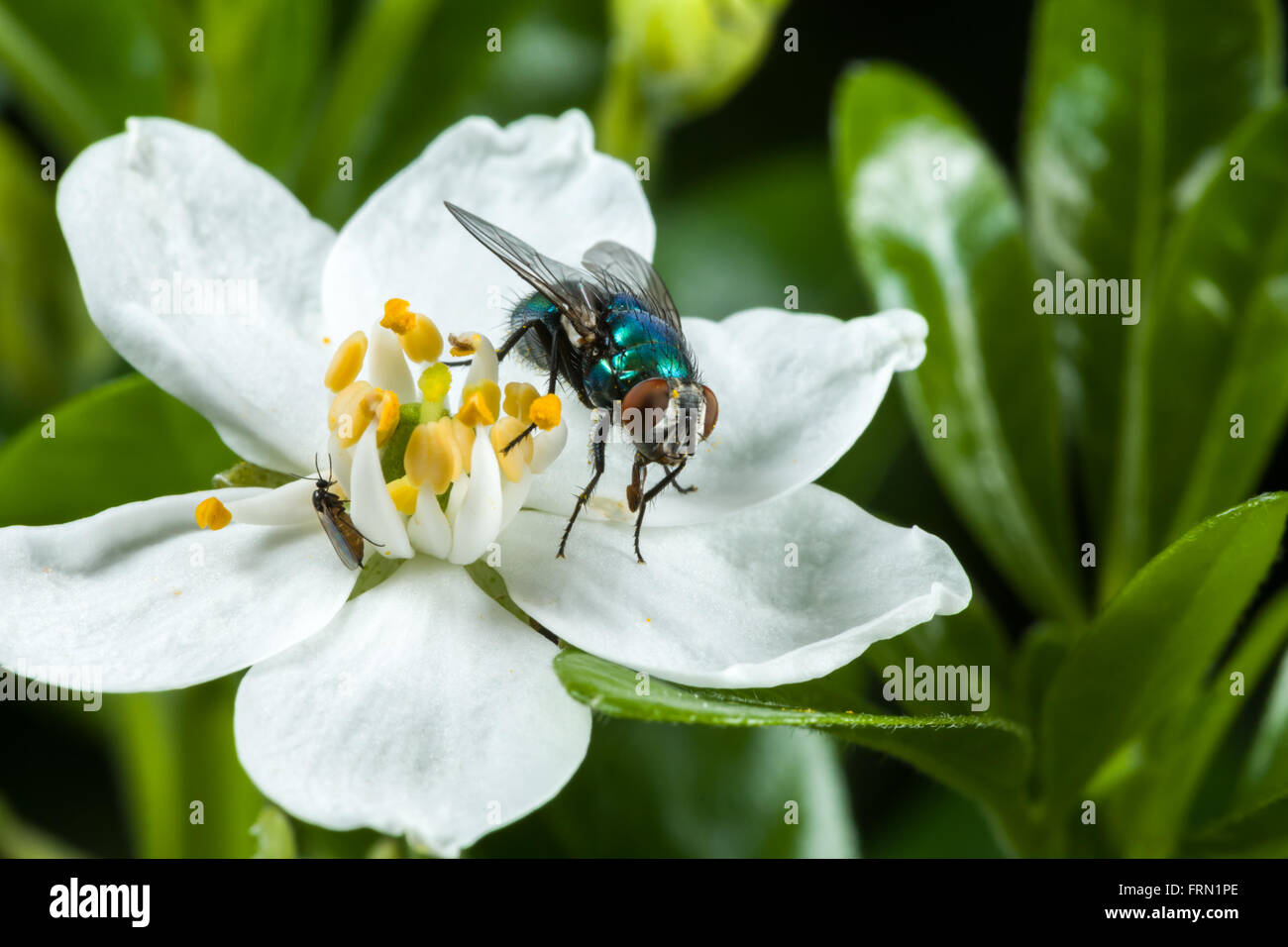 Northern blowfly, Blue-bottle fly Protophormia terraenovae, on a white Choisya shrub flower Stock Photo