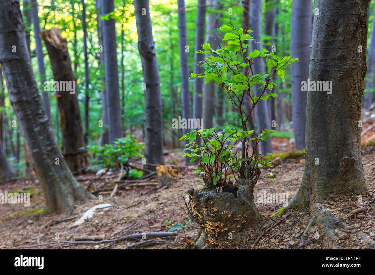 Young beech sapling in summer Stock Photo