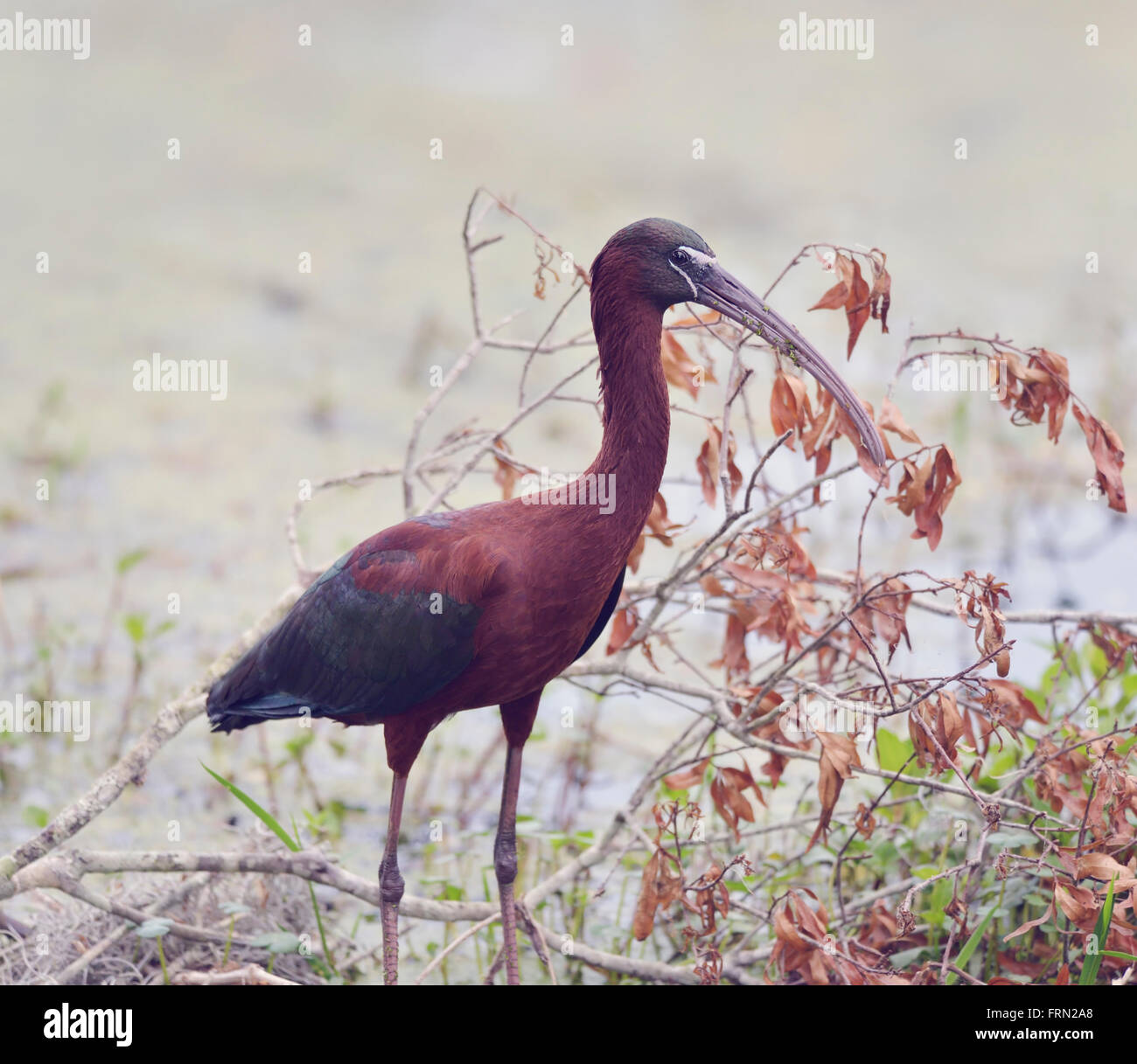 Glossy Ibis in Florida Wetlands Stock Photo