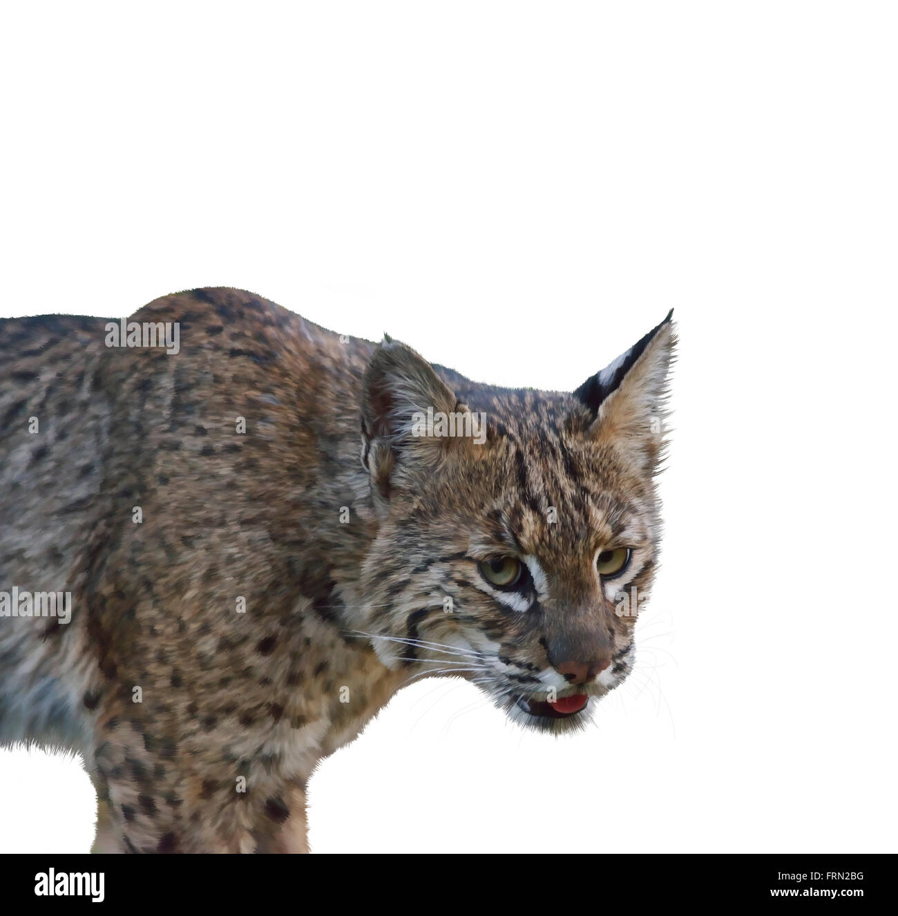 Digital Painting of Wild Bobcat Stock Photo - Alamy