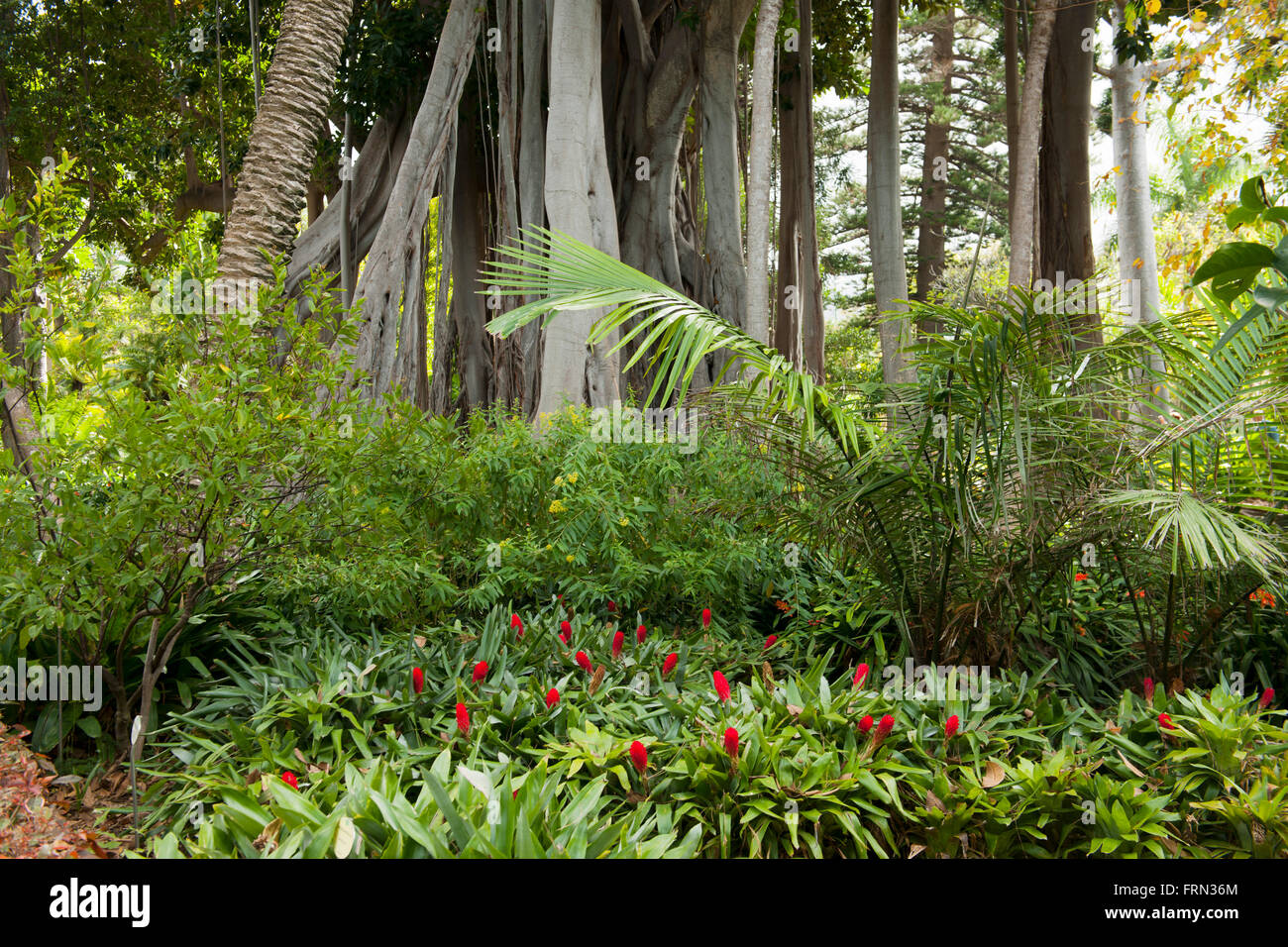 Spanien, Teneriffa, Puerto de la Cruz, botanischer Garten Stock Photo