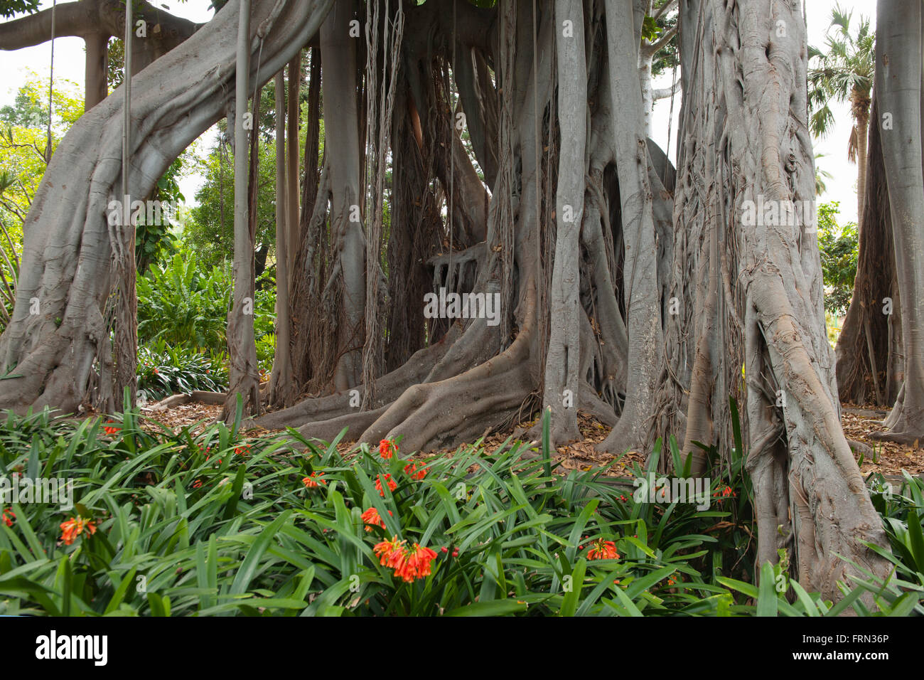Spanien, Teneriffa, Puerto de la Cruz, botanischer Garten, Großblättrige Feige (Ficus Spanien, Teneriffa, Puerto de la Cruz, botanischer Garten, Großblättrige Feige (Ficus
