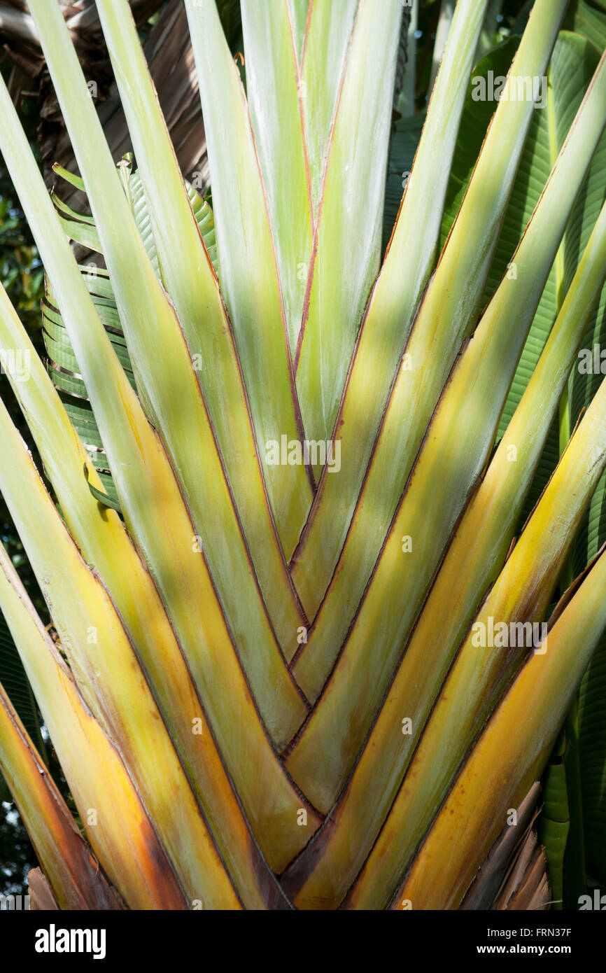 Spanien Teneriffa Puerto De La Cruz Botanischer Garten Stock