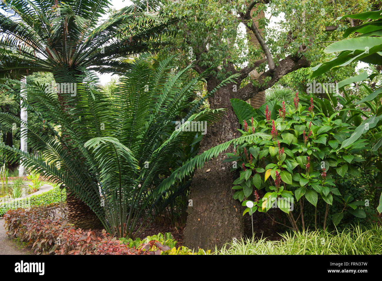Botanical Garden At Puerto De La Cruz Stock Photos Botanical