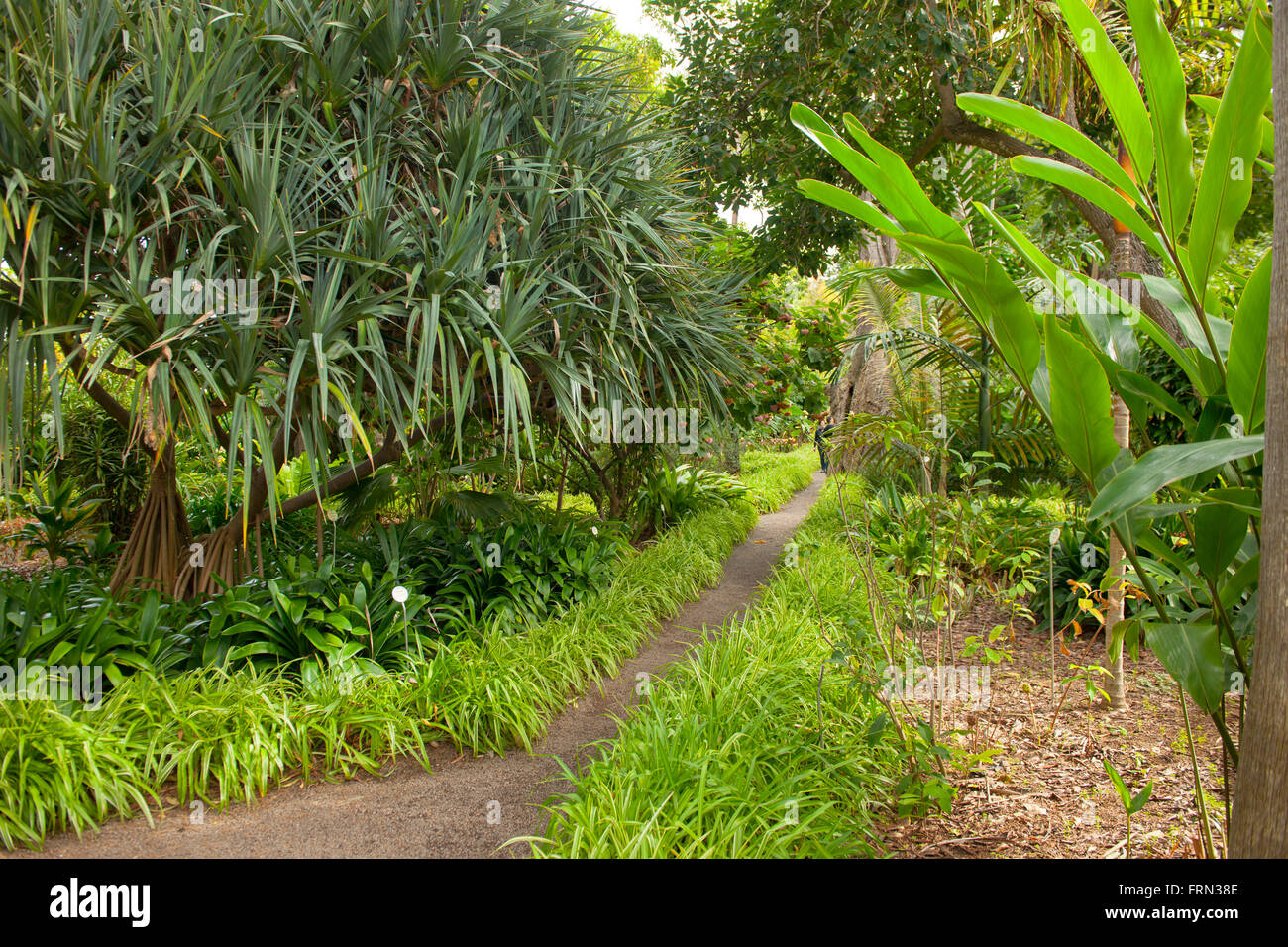 Spanien, Teneriffa, Puerto de la Cruz, botanischer Garten Stock Photo