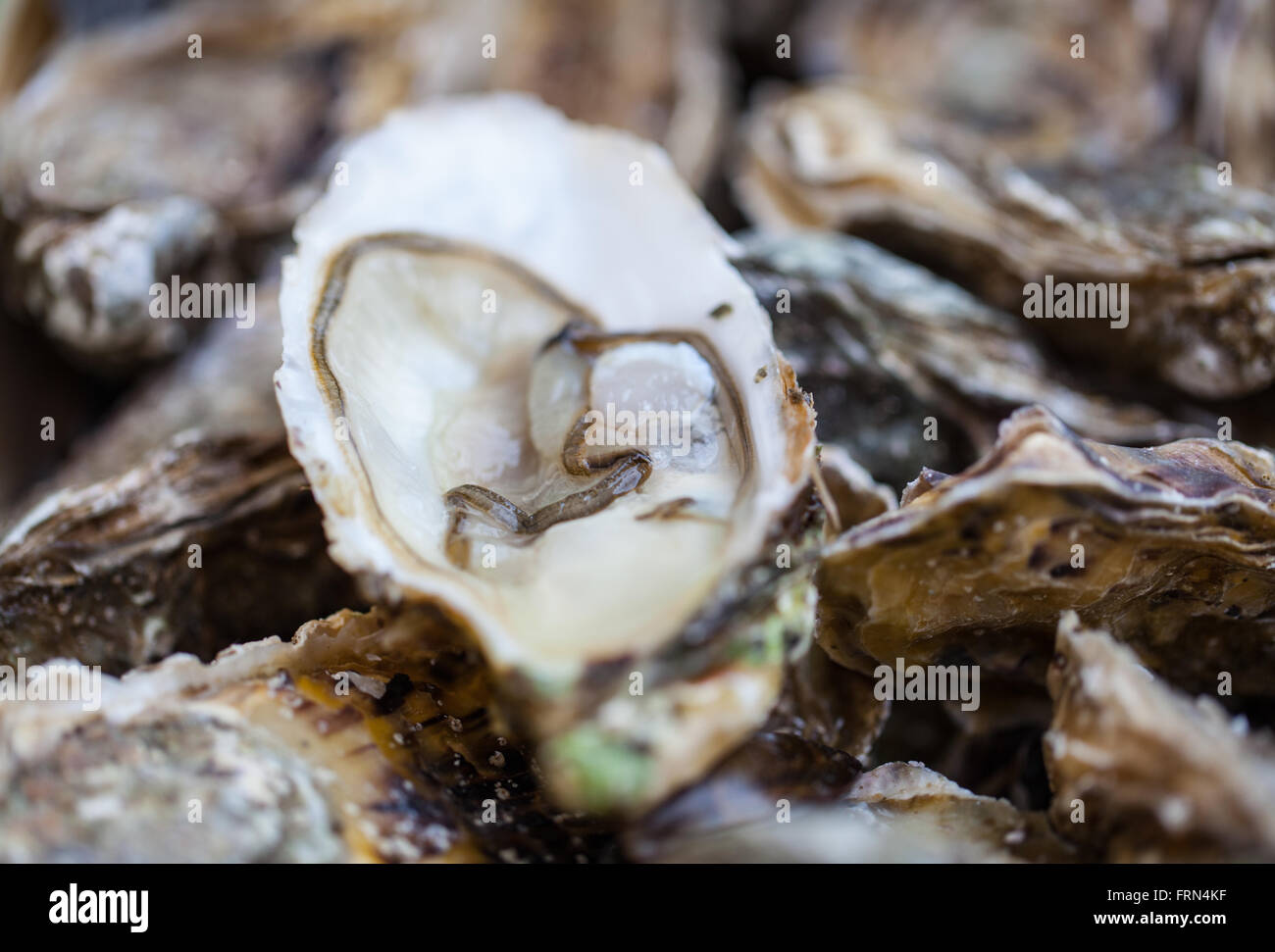 Seafood For Sale At The Seafood Market In Europe Stock Photo - Alamy