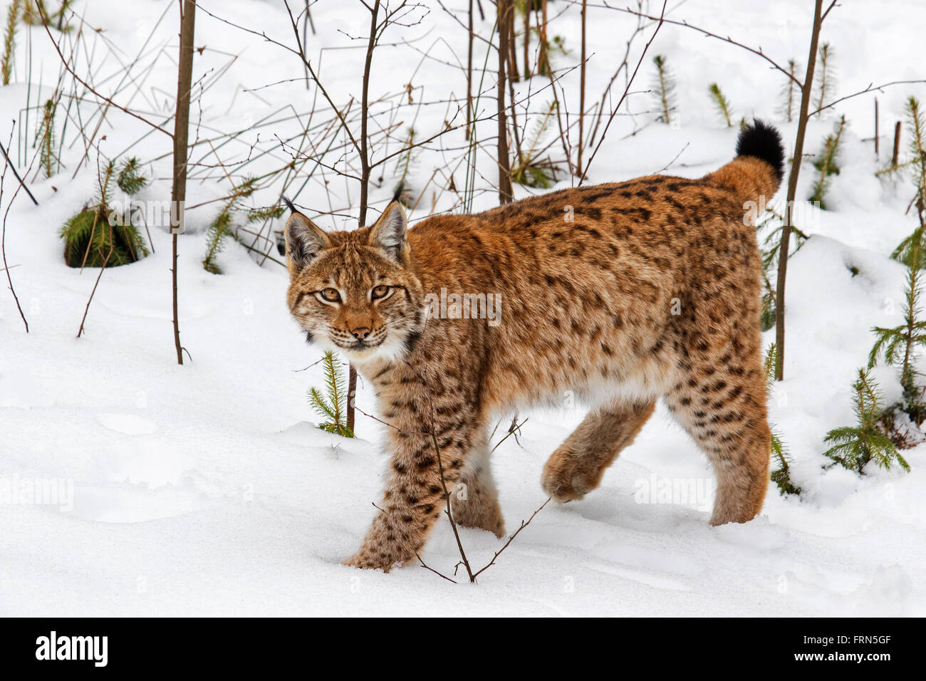 Eurasian lynx (Lynx lynx) hunting in the taiga in the snow in winter ...