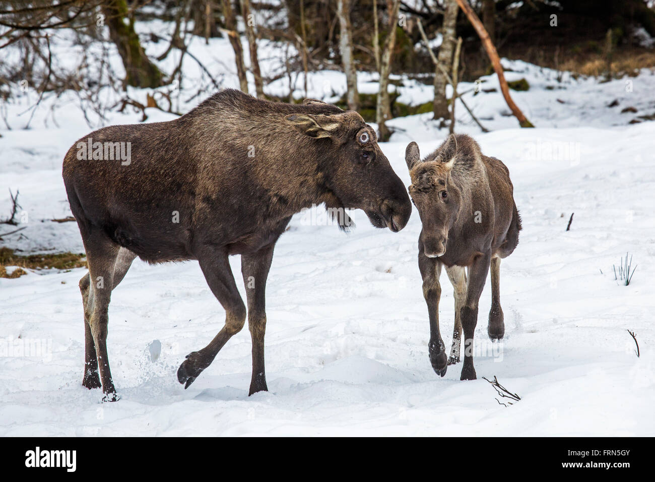 Moose / elk (Alces alces) bull with calf in forest in the snow in winter Stock Photo