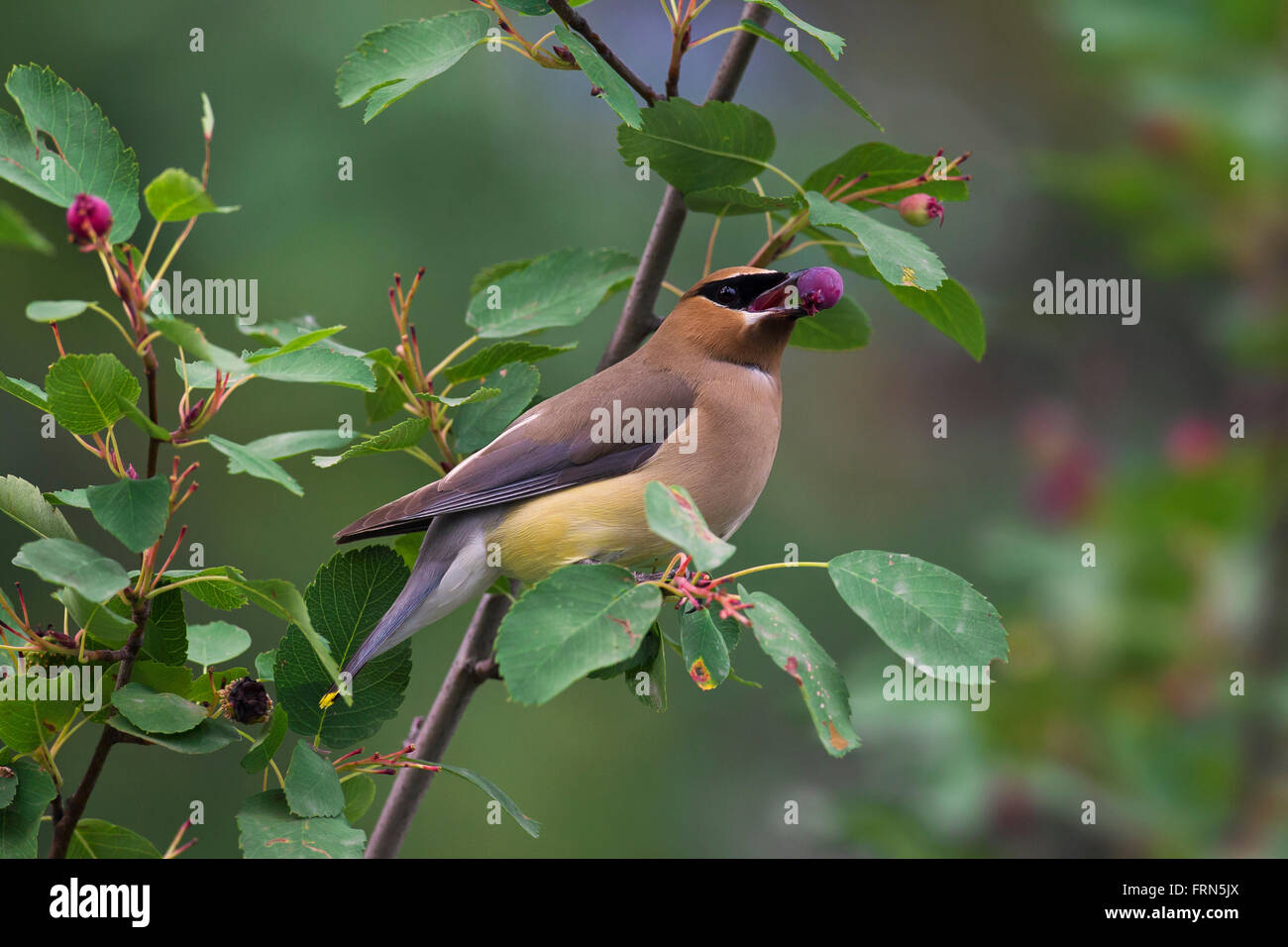 Cedar waxwing (Bombycilla cedrorum) perched in bush eating berries ...