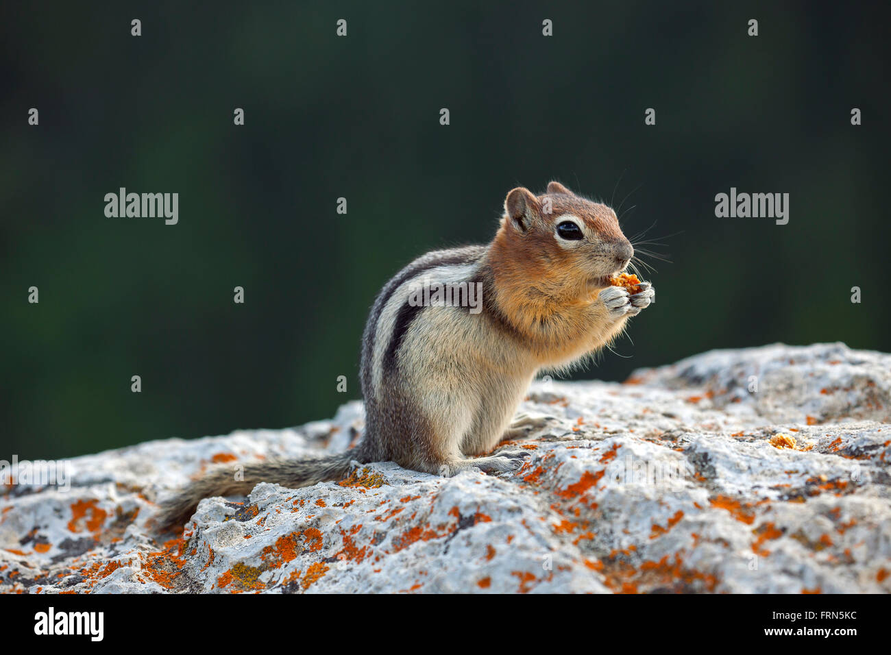 Golden-mantled ground squirrel (Callospermophilus lateralis) on rock feeding on handout, native to western North America Stock Photo