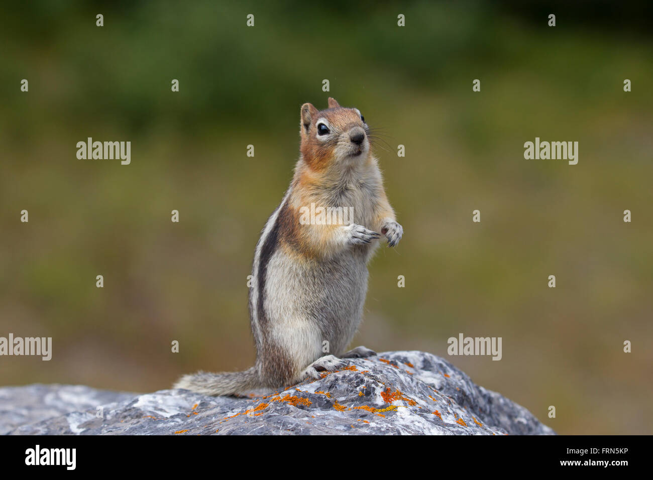 Golden-mantled ground squirrel (Callospermophilus lateralis) standing upright on rock, native to western North America Stock Photo