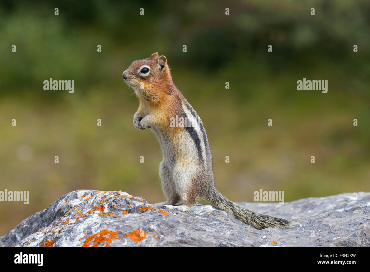 Golden-mantled ground squirrel (Callospermophilus lateralis) standing upright on rock, native to western North America Stock Photo