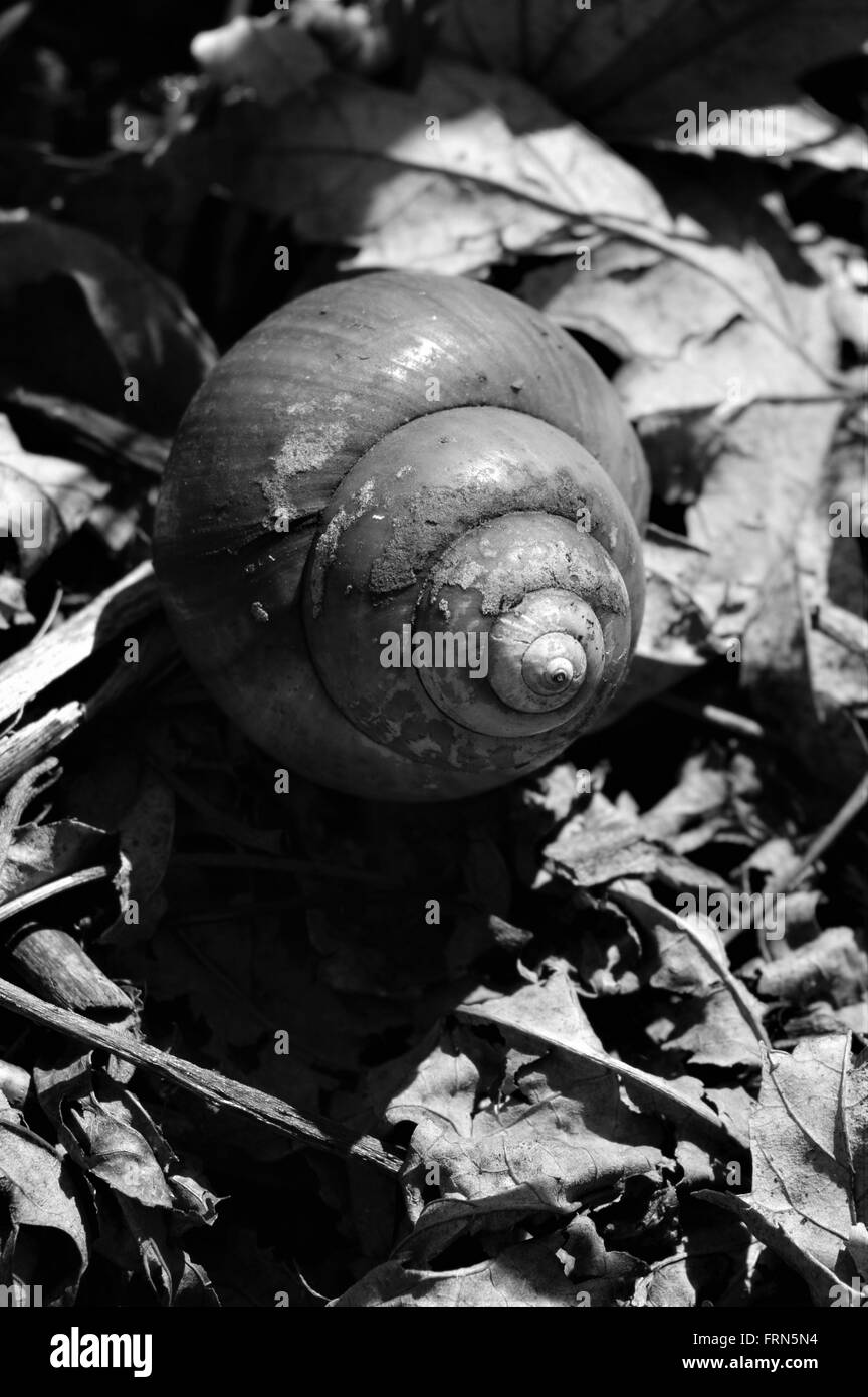 Snail Shell Stock Photo