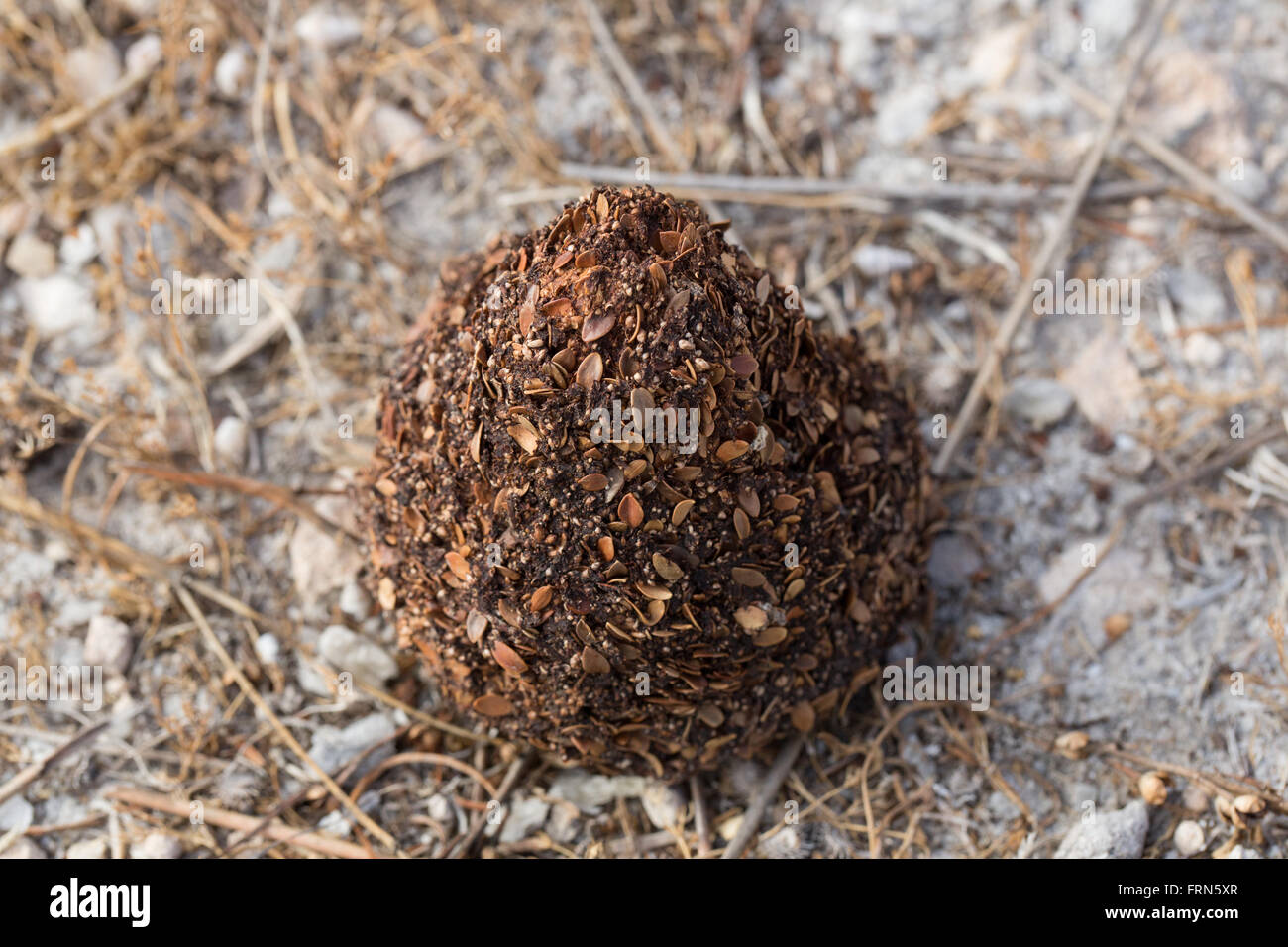 emu excrement cone on steppe soil seen from above Stock Photo