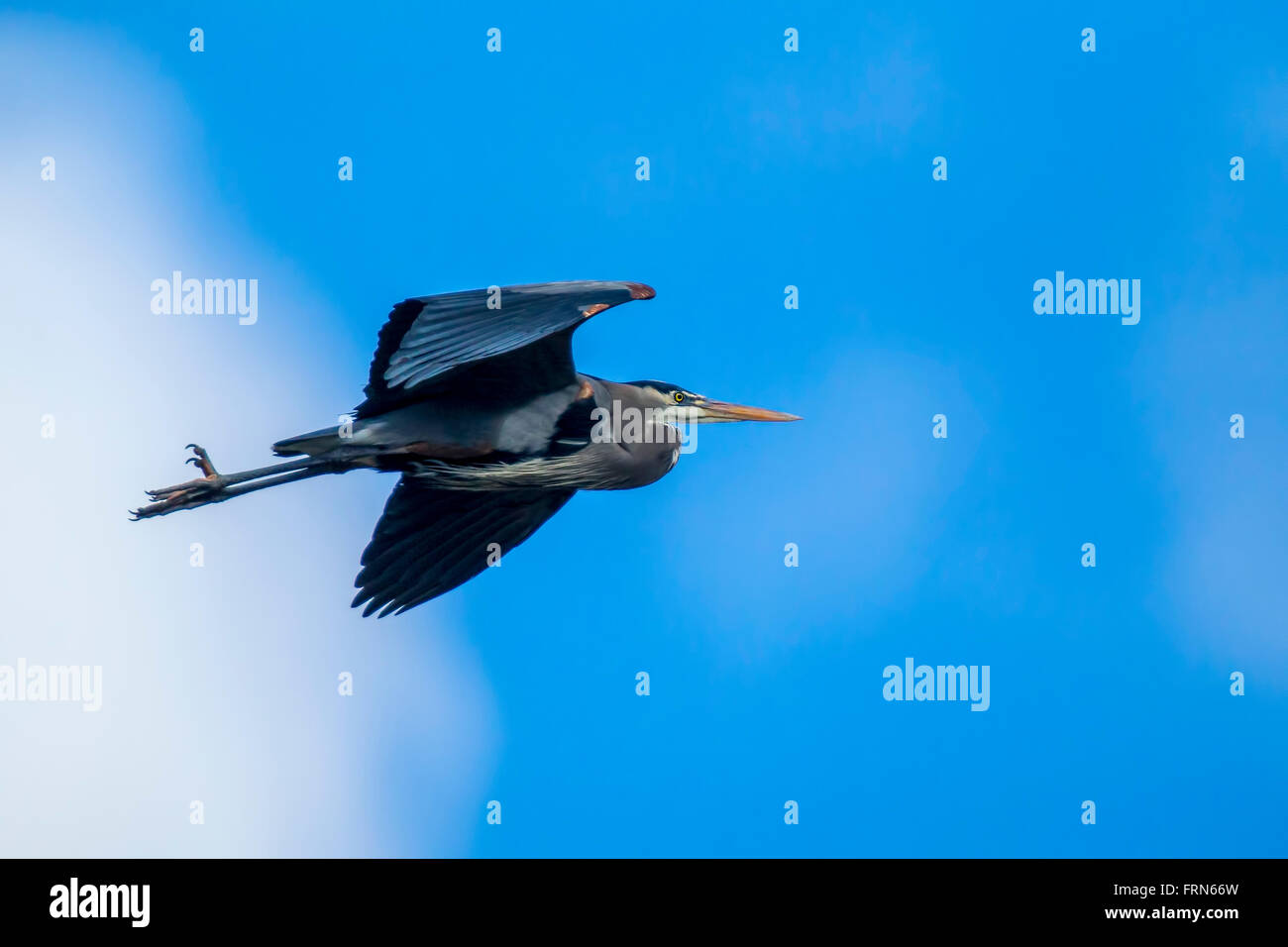 A great blue heron is flying up in the bright blue sky. Stock Photo