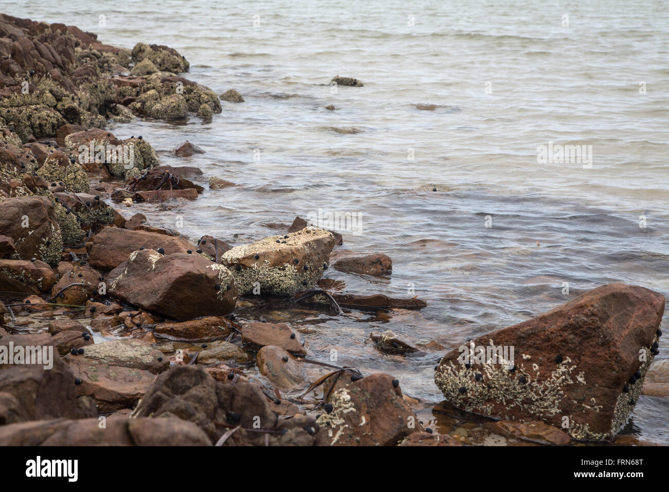 small rocks at the edge of shallow water on sandy beach of Gulf St Vincent, South Australia Stock Photo