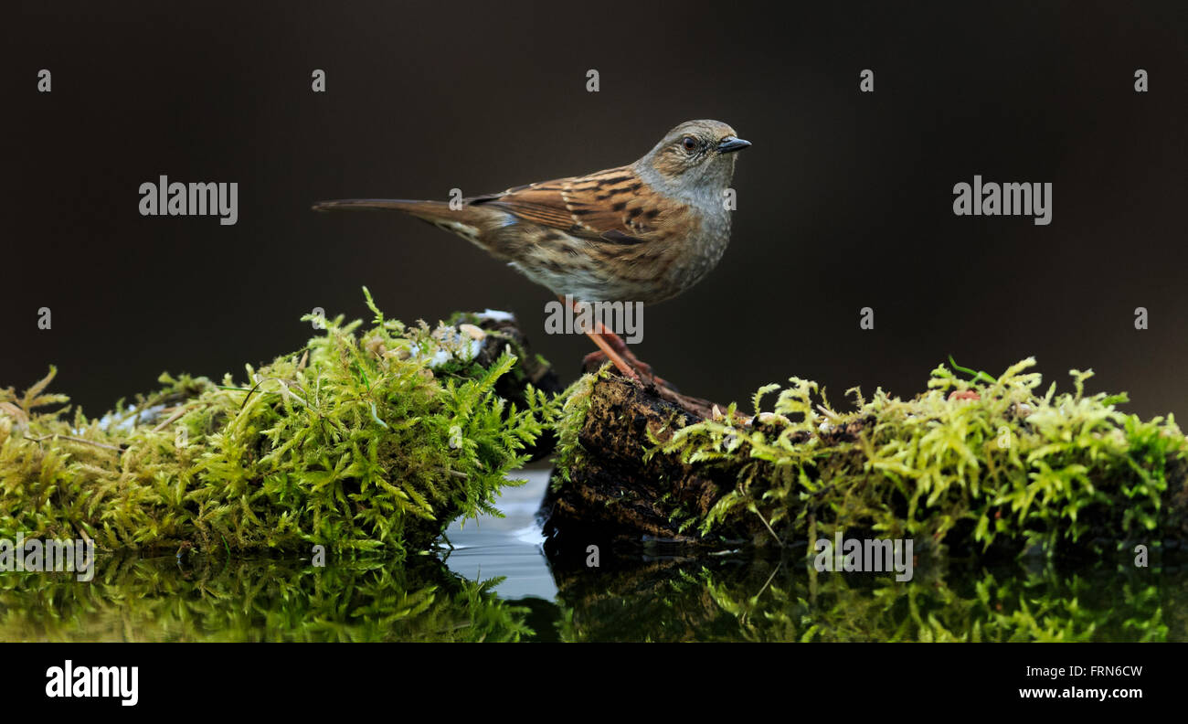 Dunnock (Prunella modularis) Stock Photo