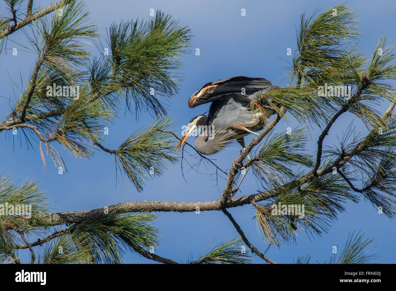 Heron perched on branch with stick. Stock Photo