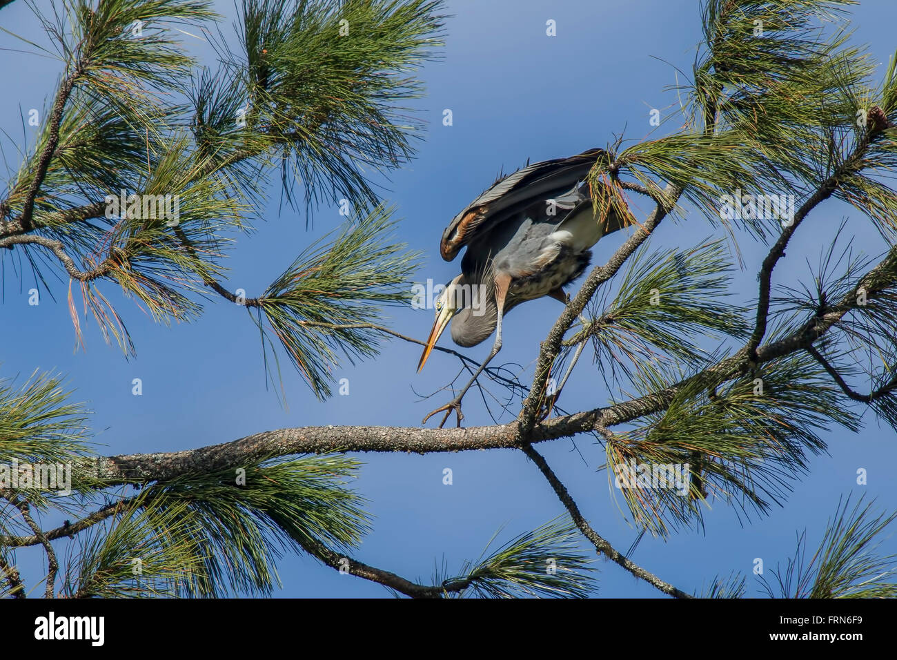 Heron on branch with stick. Stock Photo