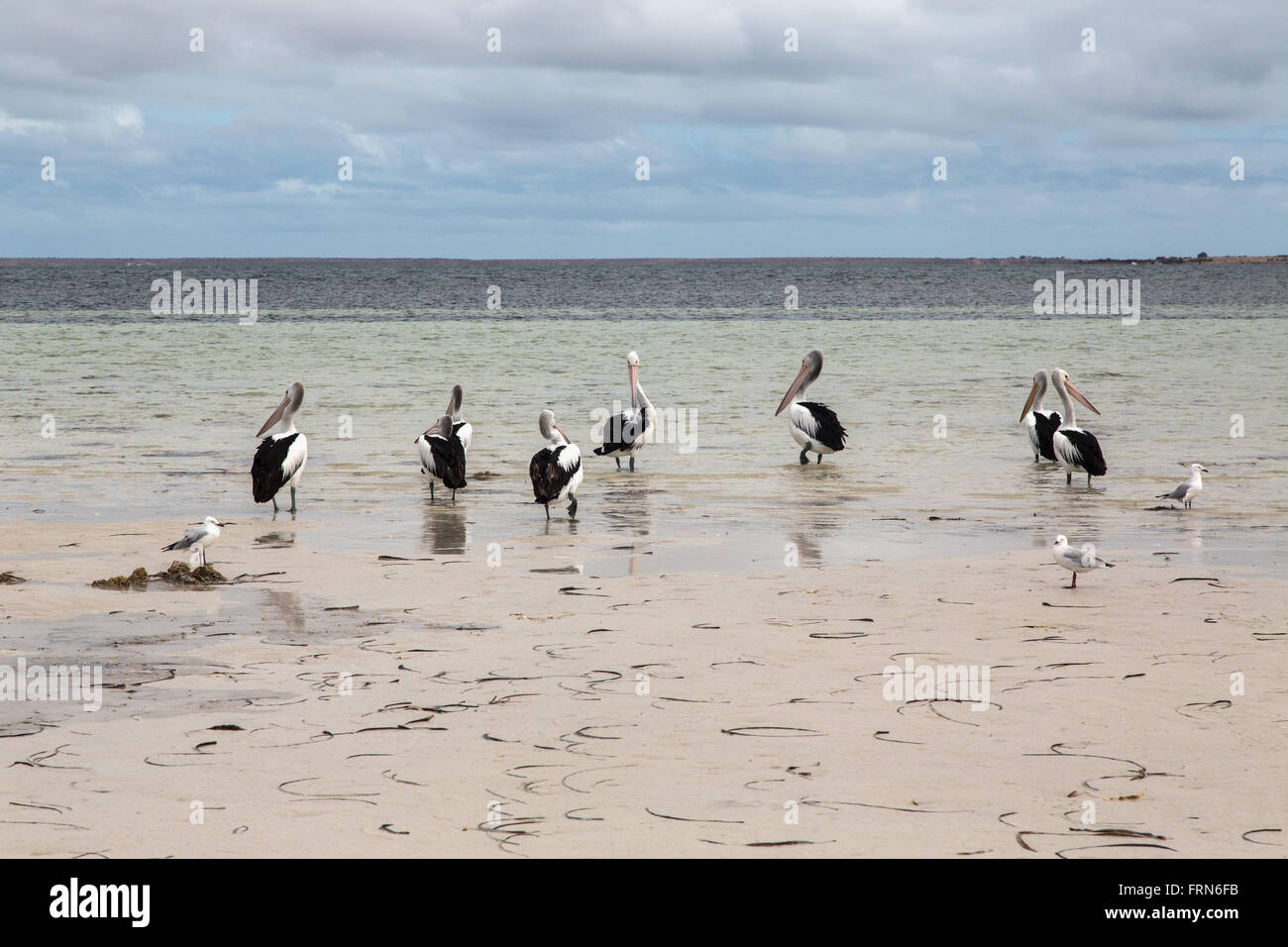 a group of pelicans and other seabirds standing in shallow beach water, Gulf St Vincent, South Australia Stock Photo