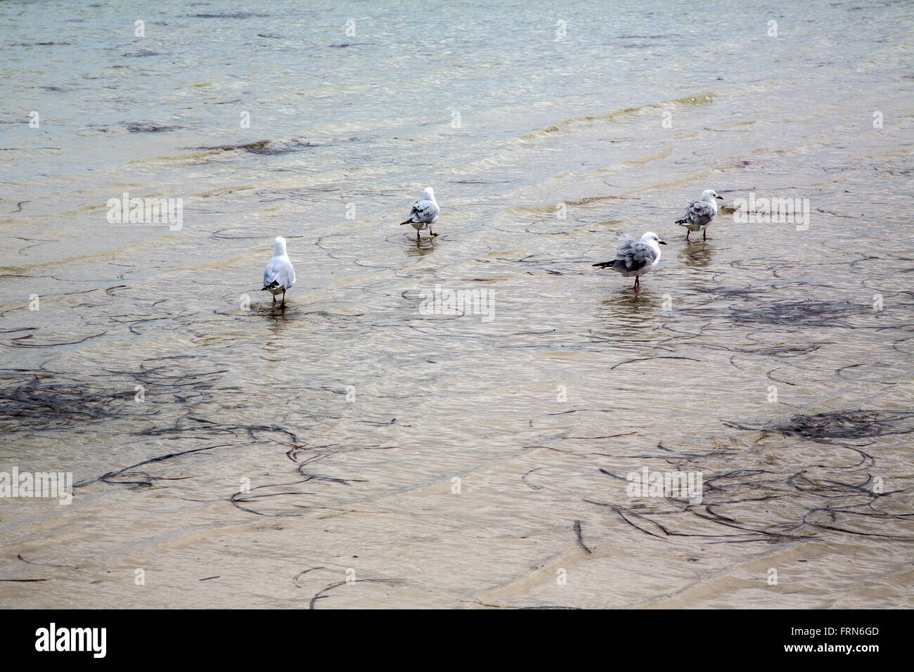 four seabirds in shallow water of sand beach with some seaweed, Gulf St Vincent, South Australia Stock Photo