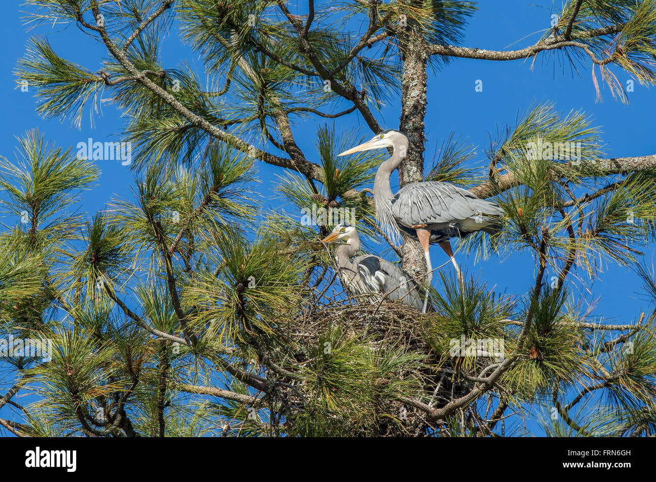 Heron watches other build nest. Stock Photo