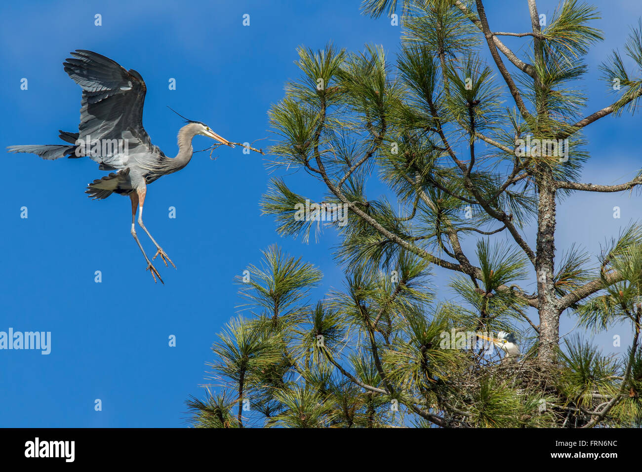 Heron flies in with stick for nest. Stock Photo