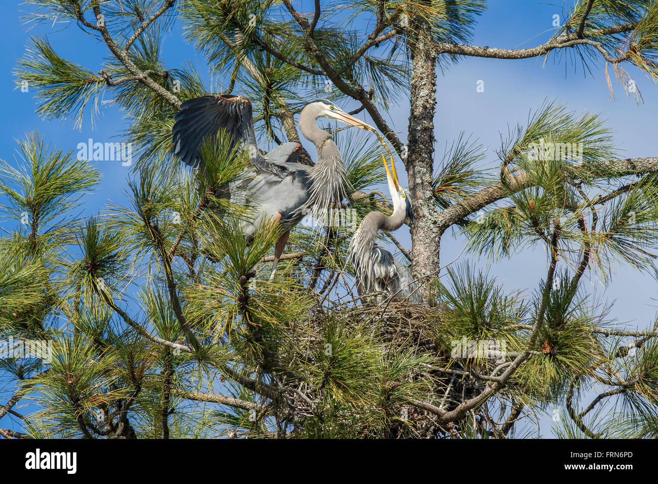 One heron takes the stick from the other. Stock Photo